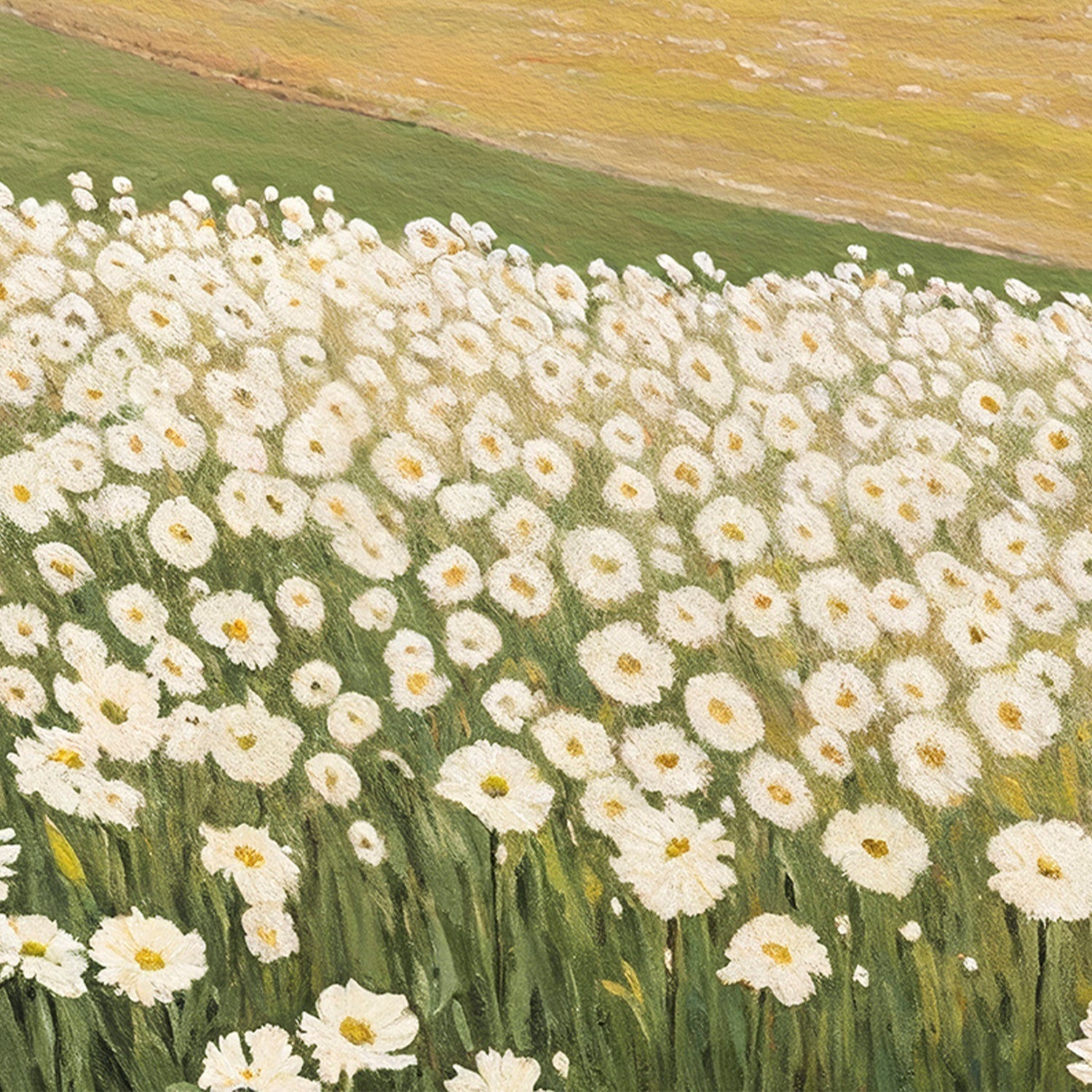 Daisy Field