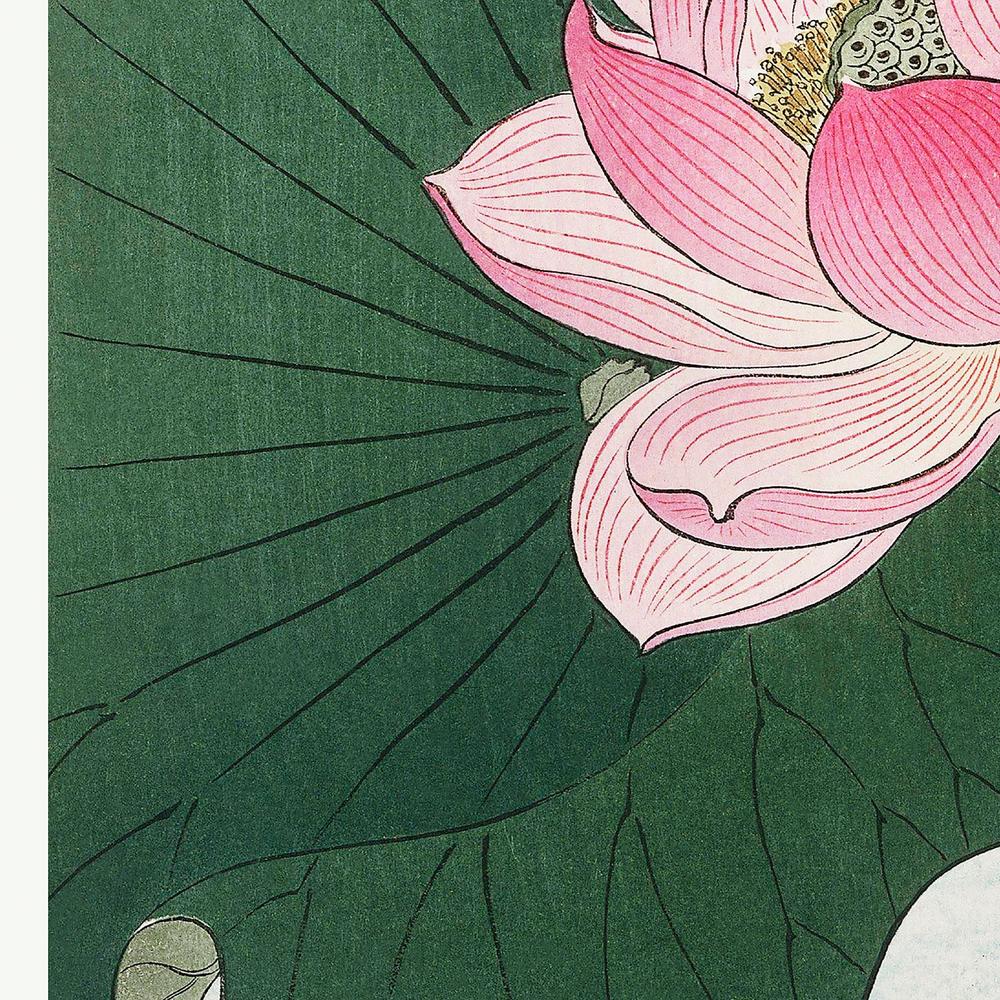 Blooming Lotus Flowers