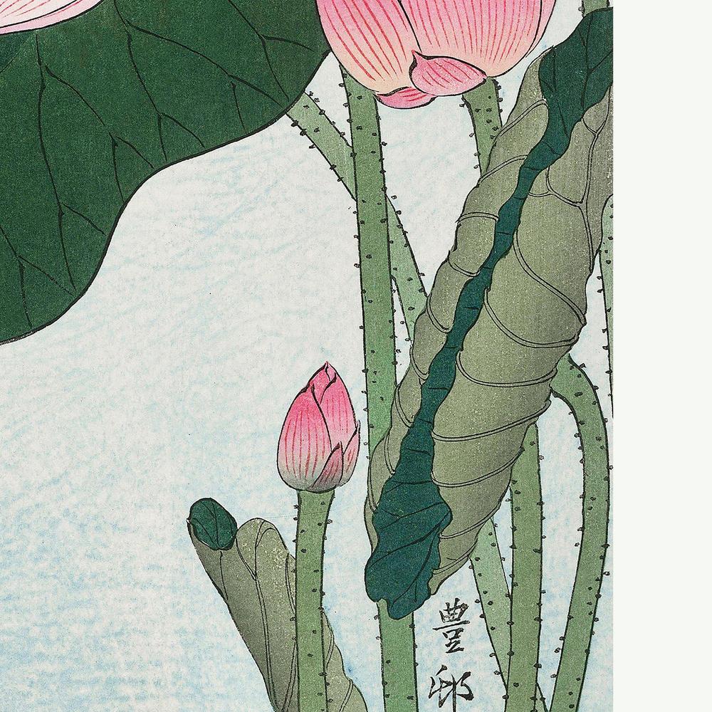Blooming Lotus Flowers