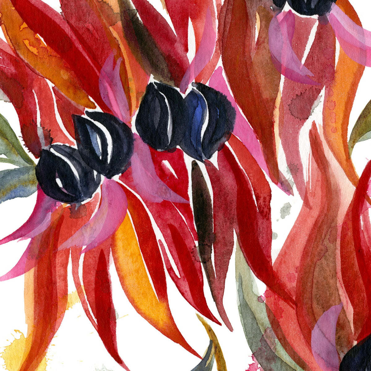 Sturt Desert Pea