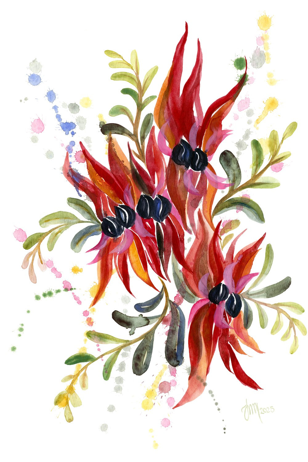 Sturt Desert Pea