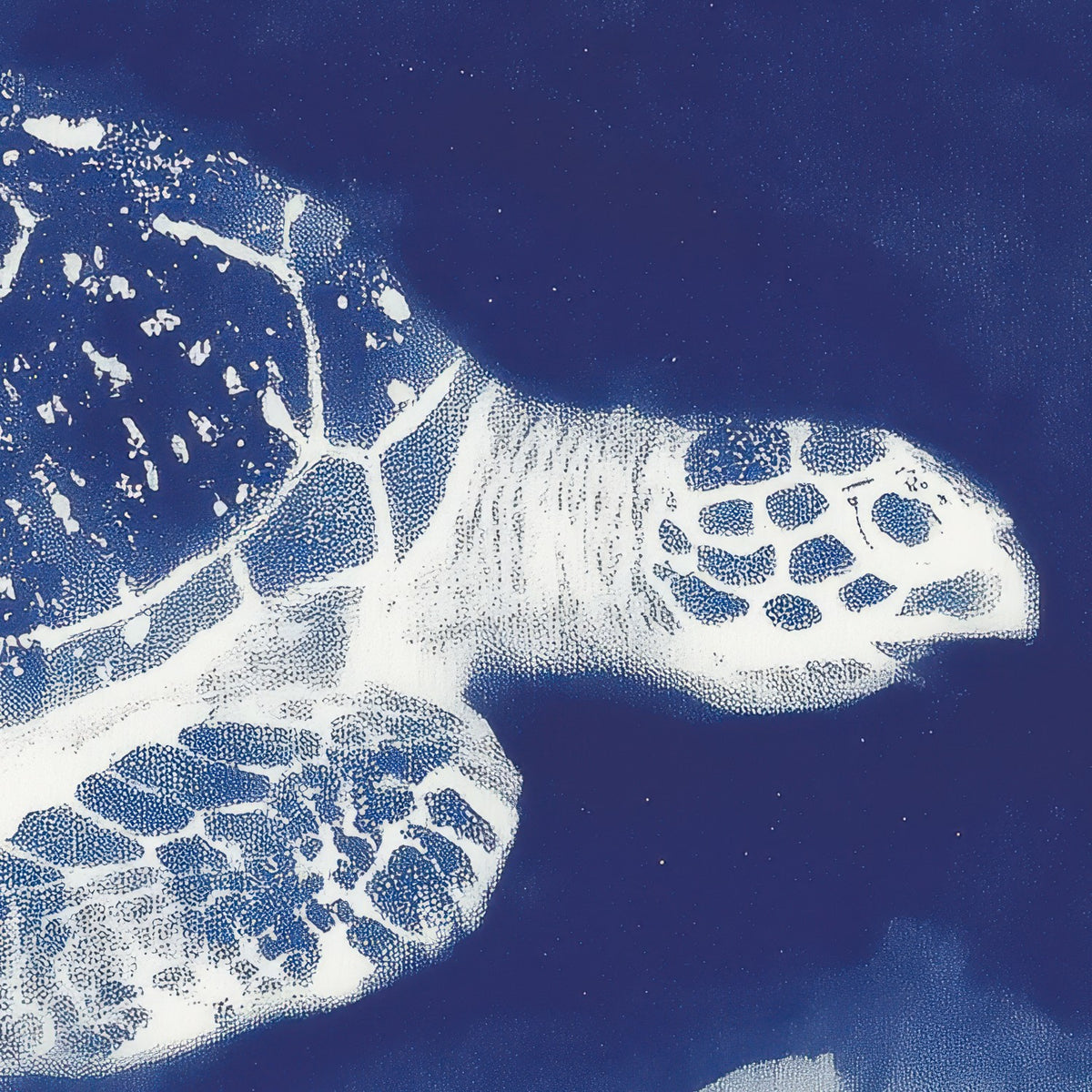 Sea Turtle Over Open Ocean