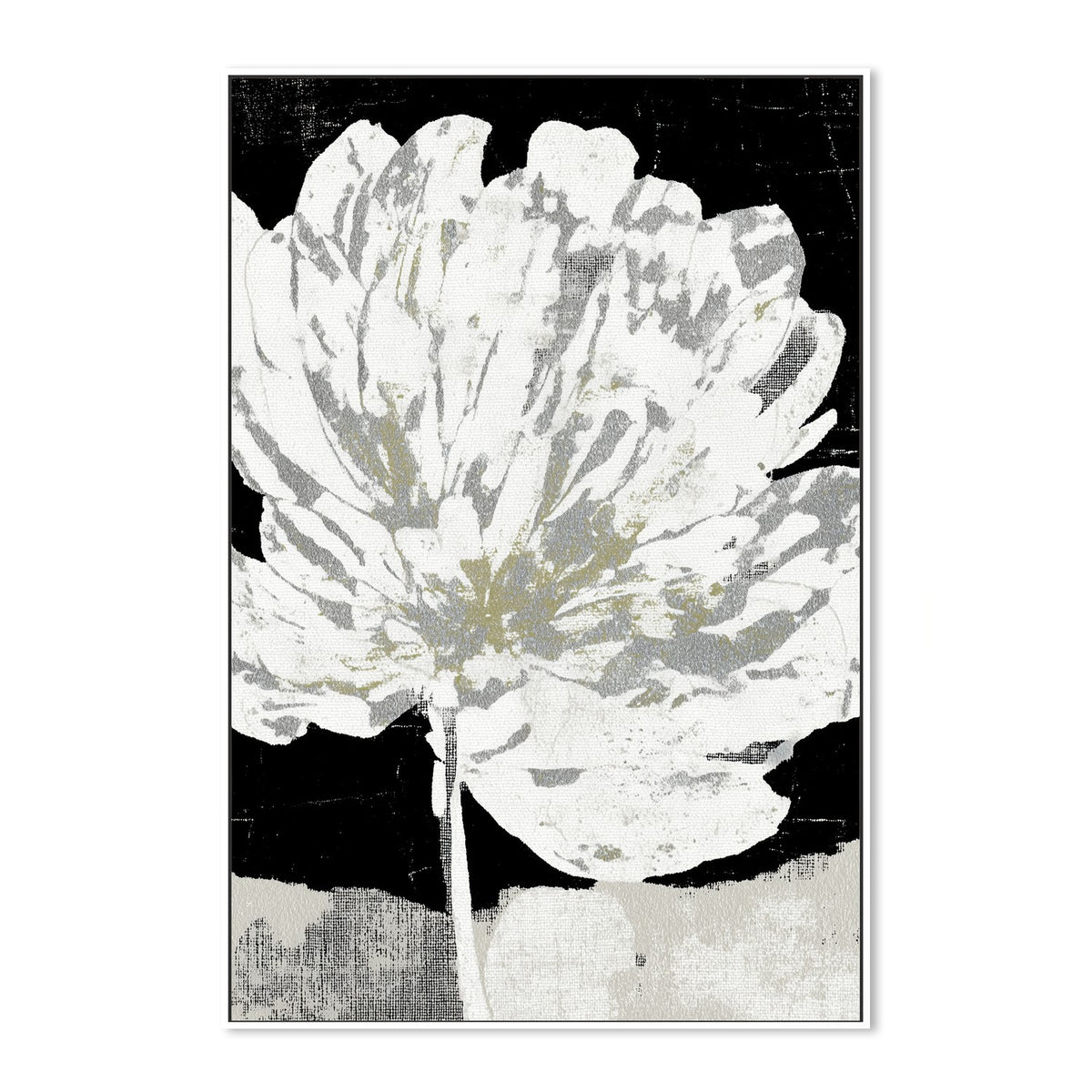 White Peony on Deep Black
