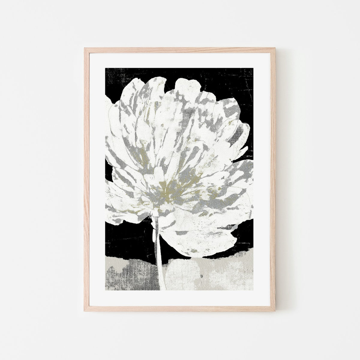 White Peony on Deep Black