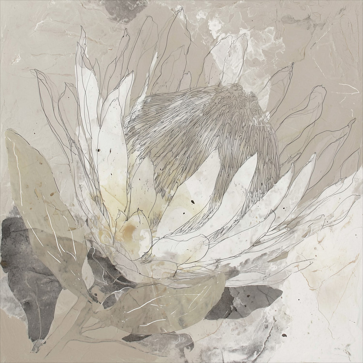 Etched Protea Bloom II