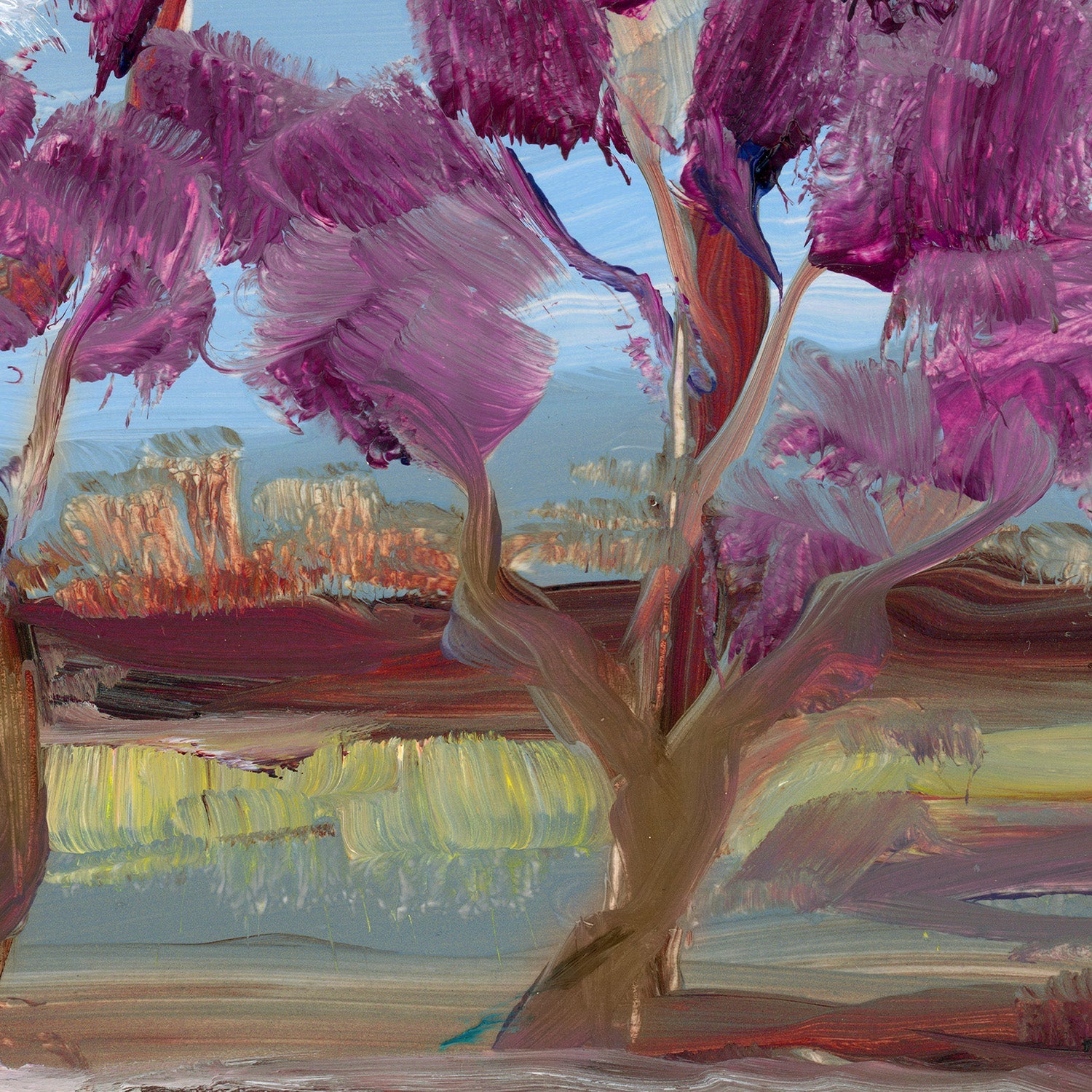Jacaranda
