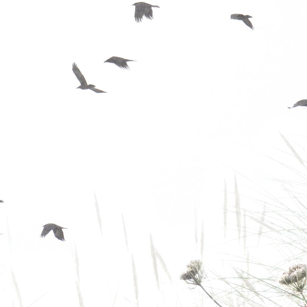Birds Flying South-by-Deborah Revell-wall-art-print-canvas-poster-framed-Gioia