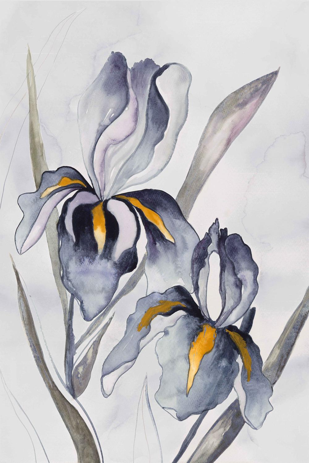 Black Iris-by-Jacob Q-wall-art-print-canvas-poster-framed-Gioia