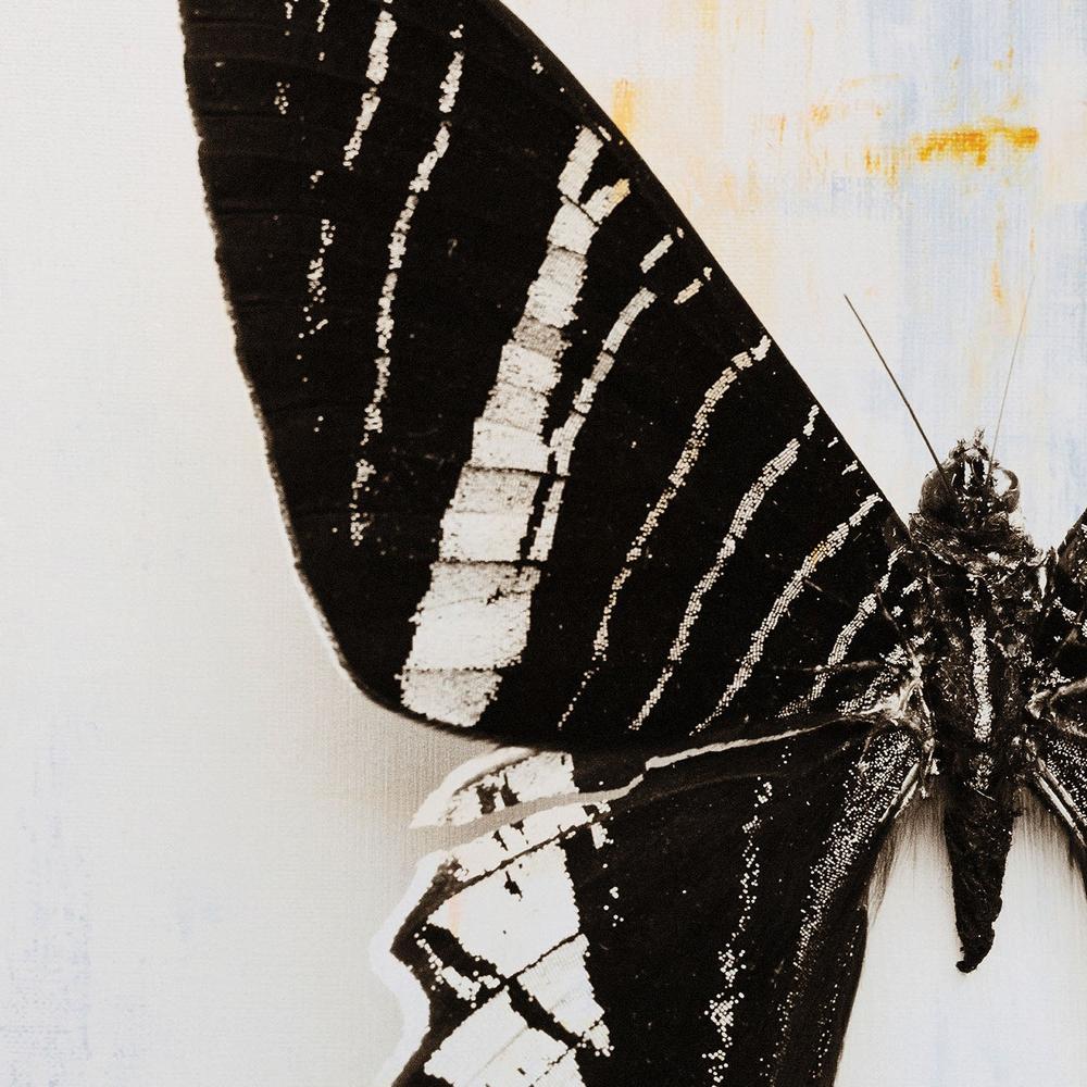 Butterfly, Style C-by-Deborah Revell-wall-art-print-canvas-poster-framed-Gioia