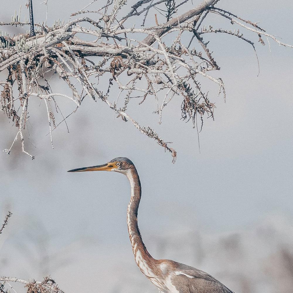 Everglades Pair-by-Nathan Larson-wall-art-print-canvas-poster-framed-Gioia