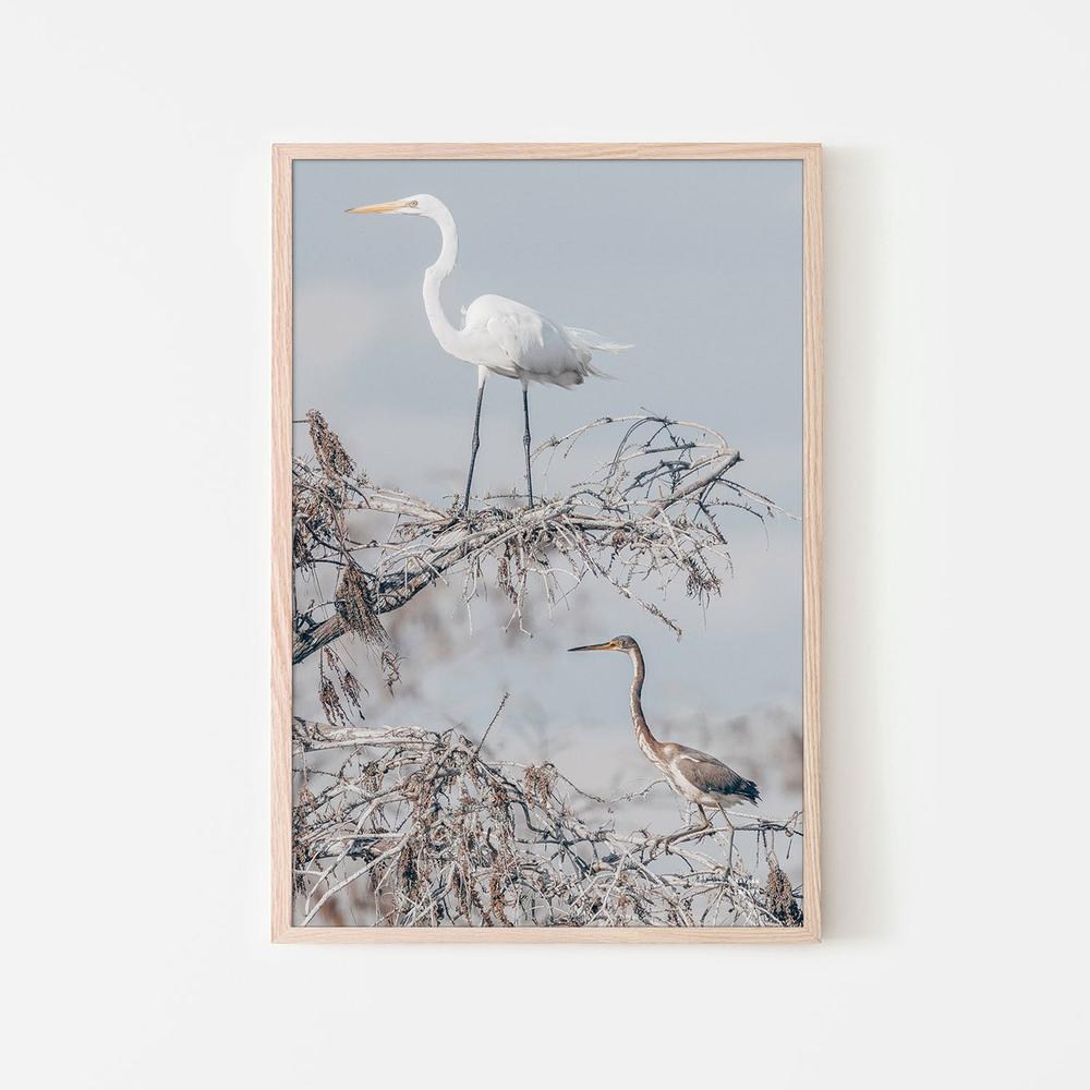 Everglades Pair-by-Nathan Larson-wall-art-print-canvas-poster-framed-Gioia
