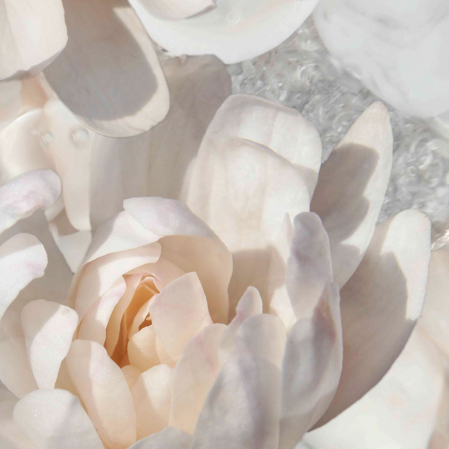 Magnolias in Light-by-Leda Robertson-wall-art-print-canvas-poster-framed-Gioia