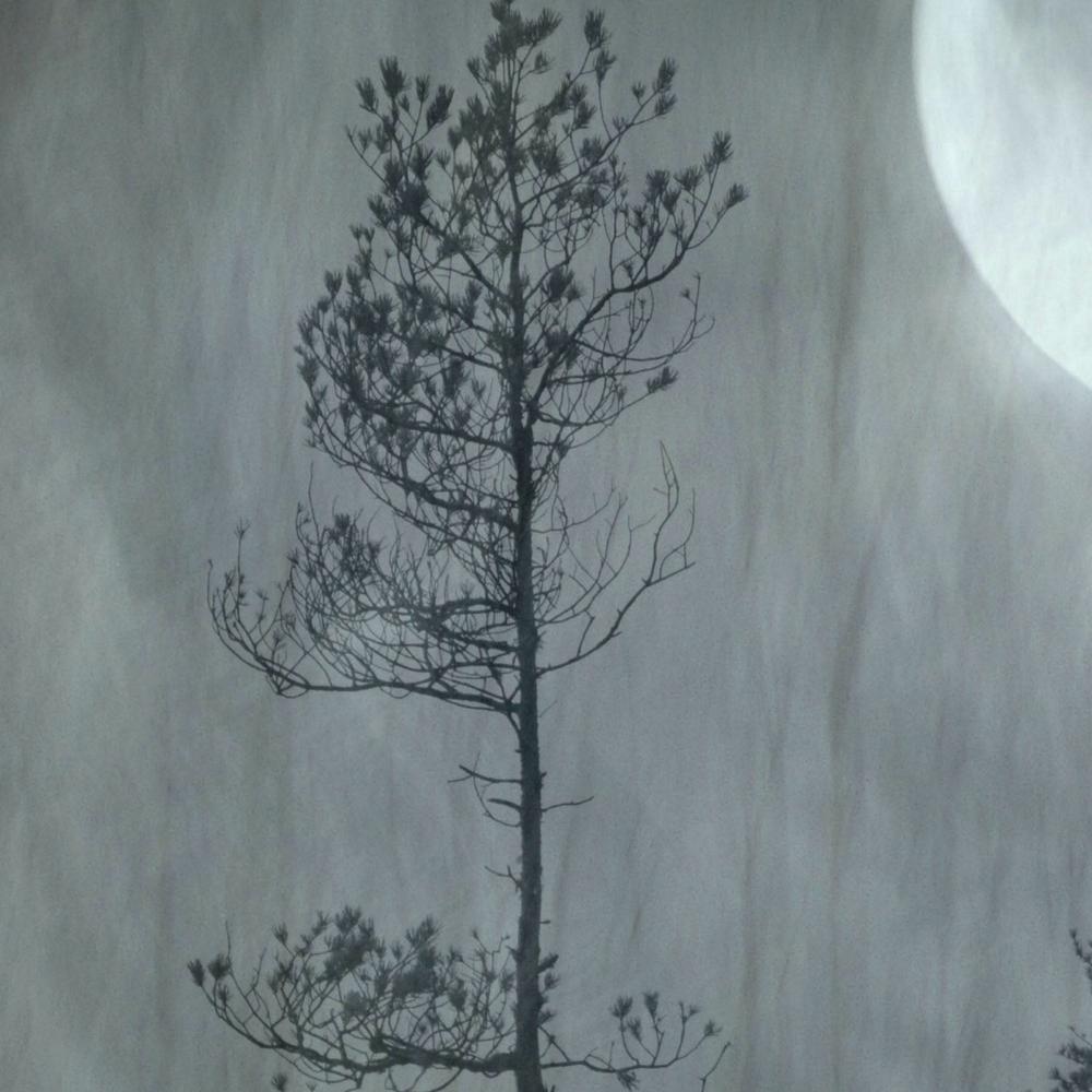 Misty Moon Forest-by-Christina Sillen-wall-art-print-canvas-poster-framed-Gioia