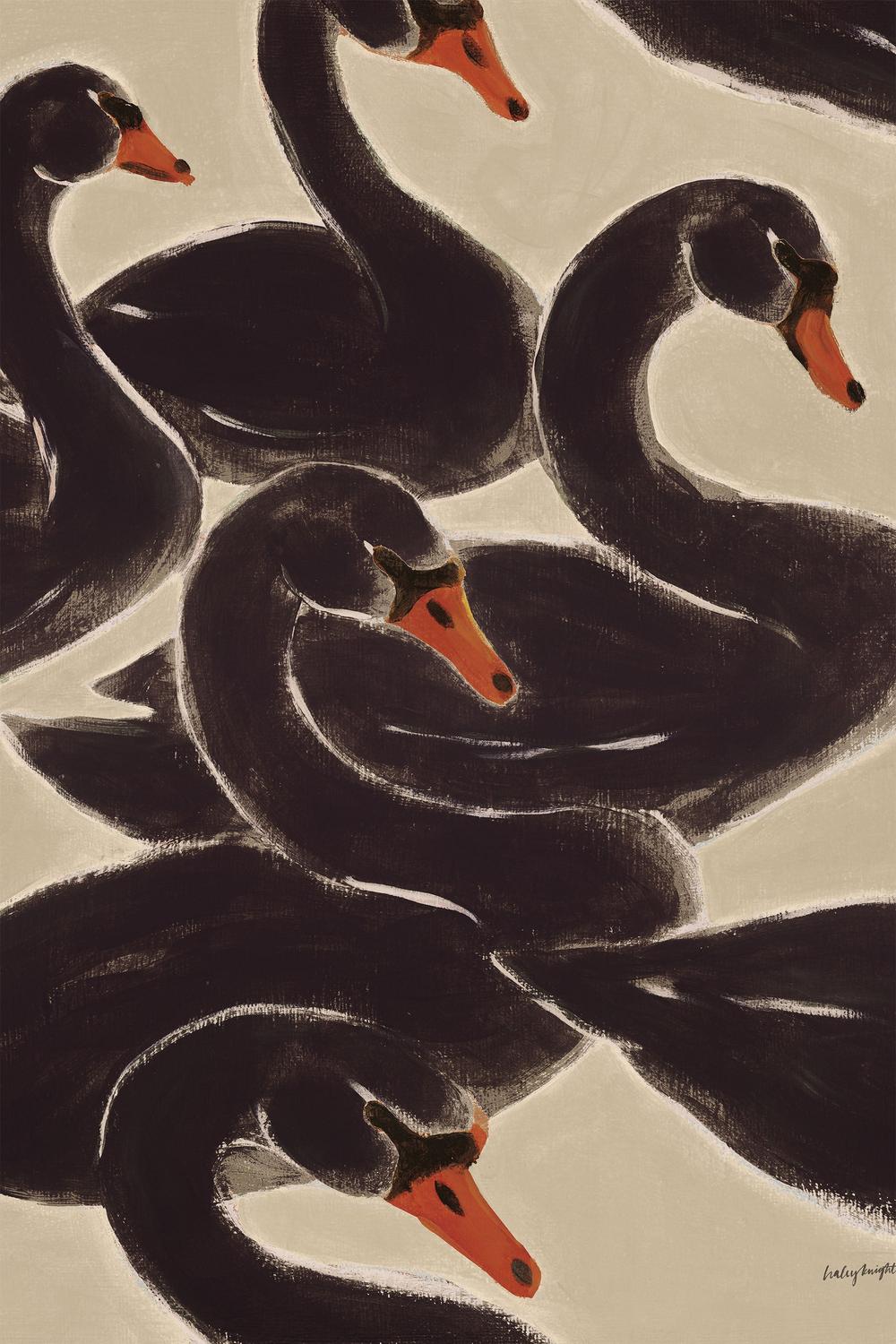 Reprieve Black Swan-by-Haley Knighten-wall-art-print-canvas-poster-framed-Gioia