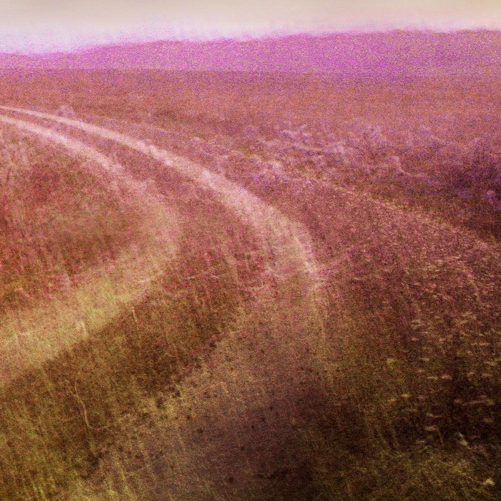 Romantic Field Path-by-Christina Sillen-wall-art-print-canvas-poster-framed-Gioia