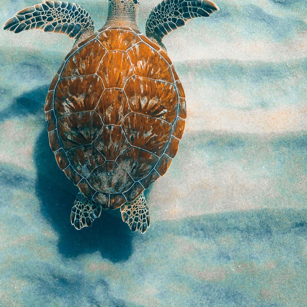 Sandbar Sea Turtle, Style A-by-Max Blakesberg Studios-wall-art-print-canvas-poster-framed-Gioia