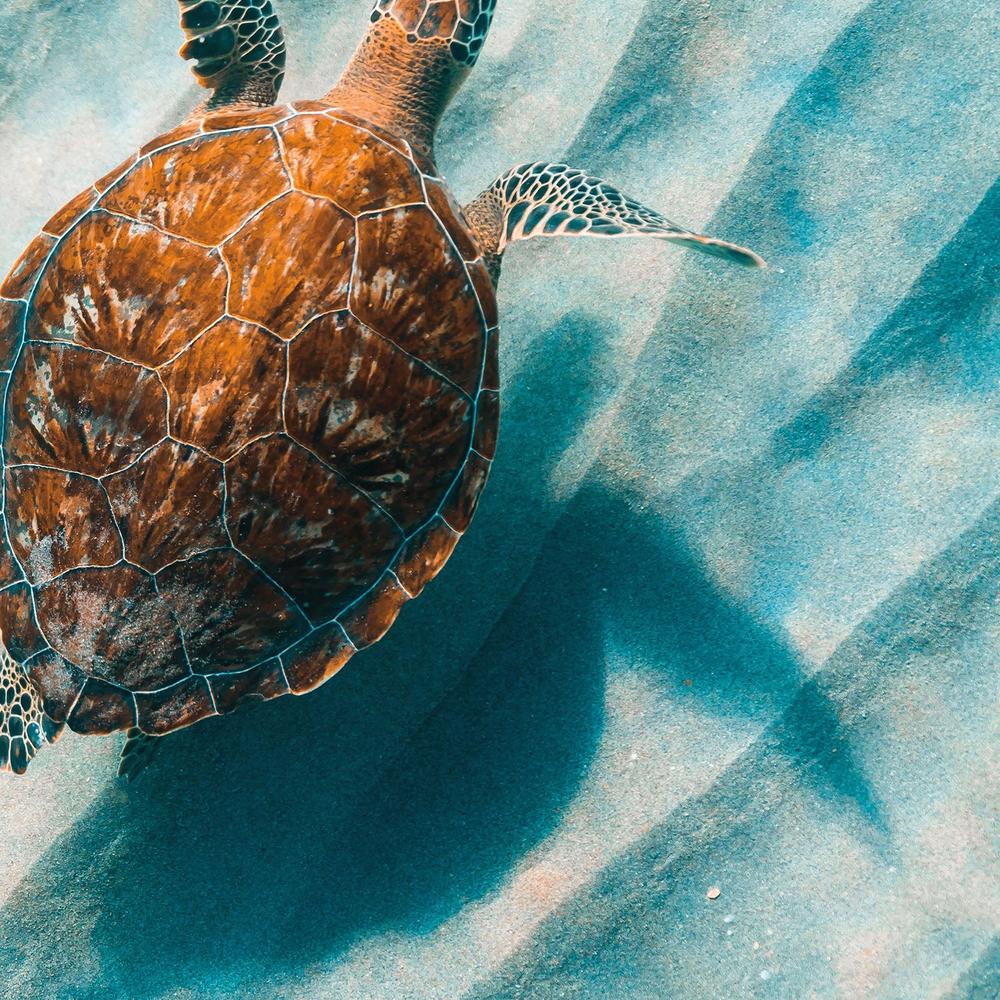 Sandbar Sea Turtle, Style B-by-Max Blakesberg Studios-wall-art-print-canvas-poster-framed-Gioia
