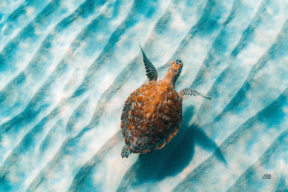Sandbar Sea Turtle, Style B-by-Max Blakesberg Studios-wall-art-print-canvas-poster-framed-Gioia