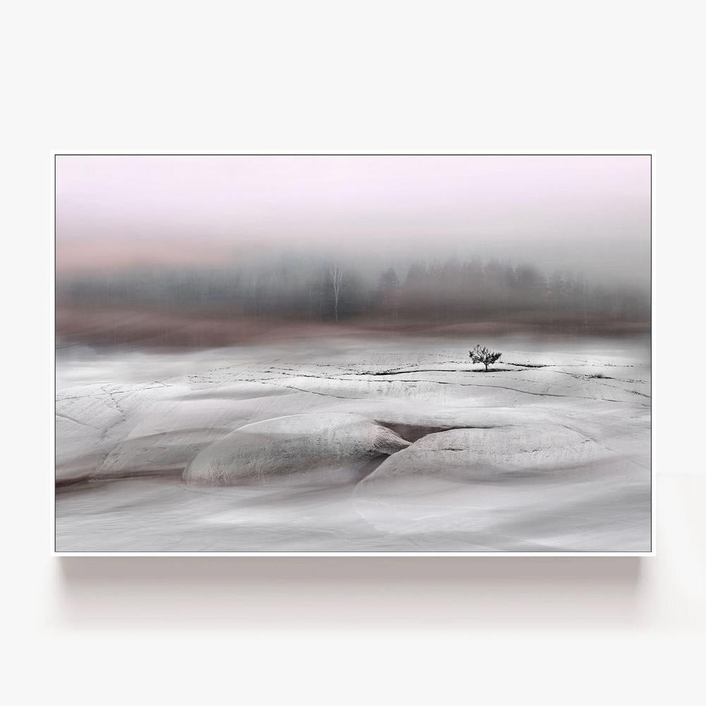 Solitary Winter Tree-by-Christina Sillen-wall-art-print-canvas-poster-framed-Gioia