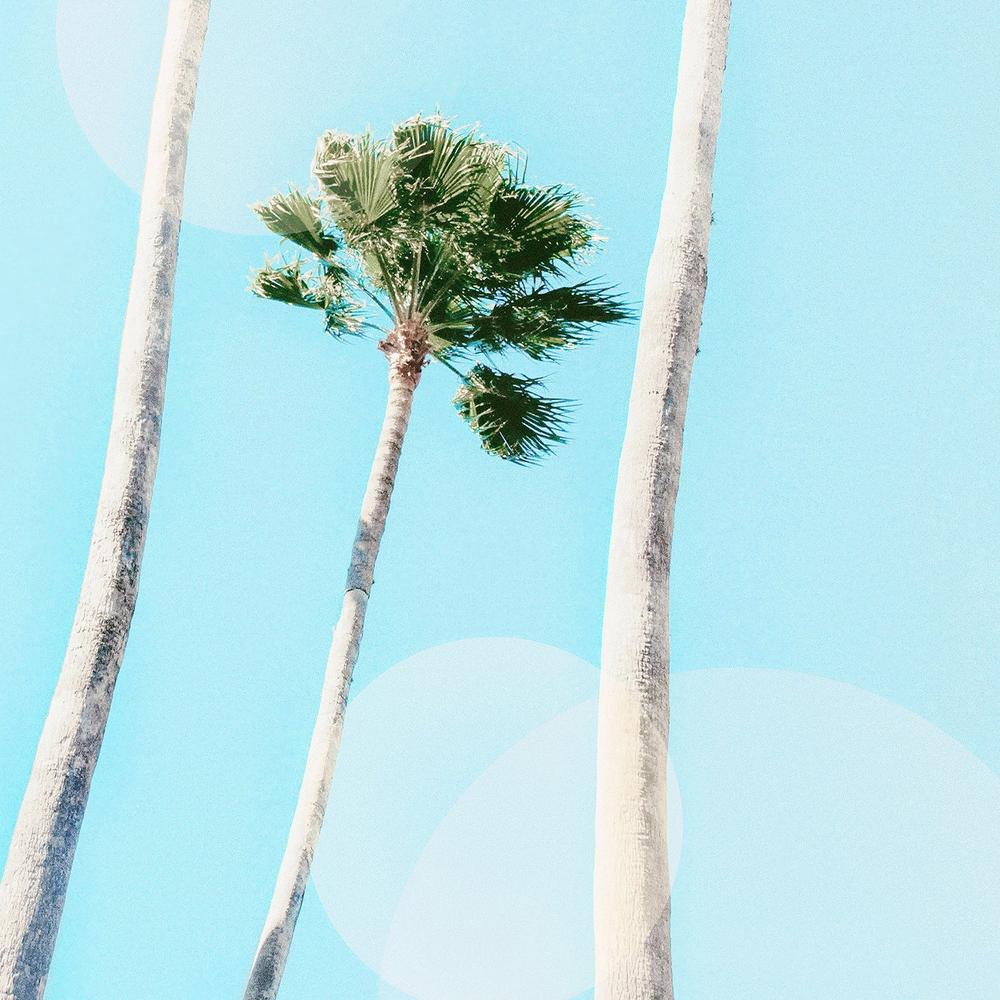 Summer Palms-by-Gal Pittel-wall-art-print-canvas-poster-framed-Gioia