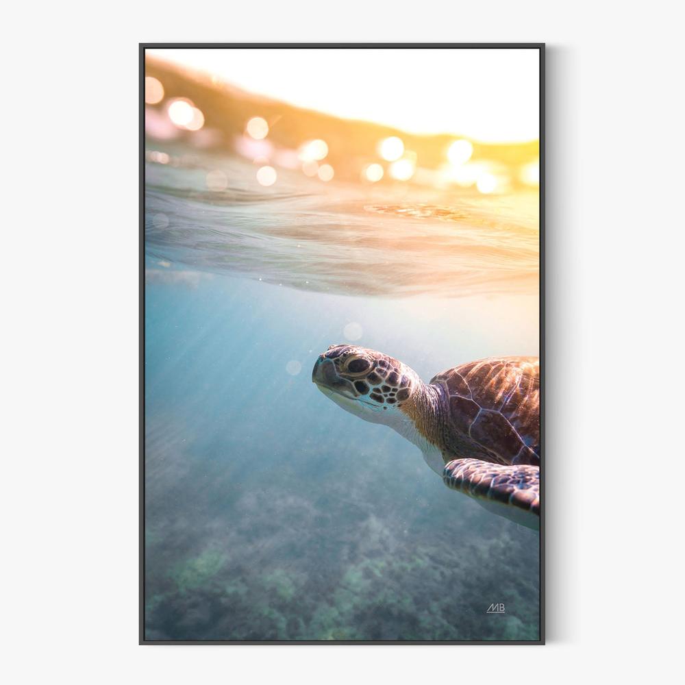 Sunny Swim-by-Max Blakesberg Studios-wall-art-print-canvas-poster-framed-Gioia