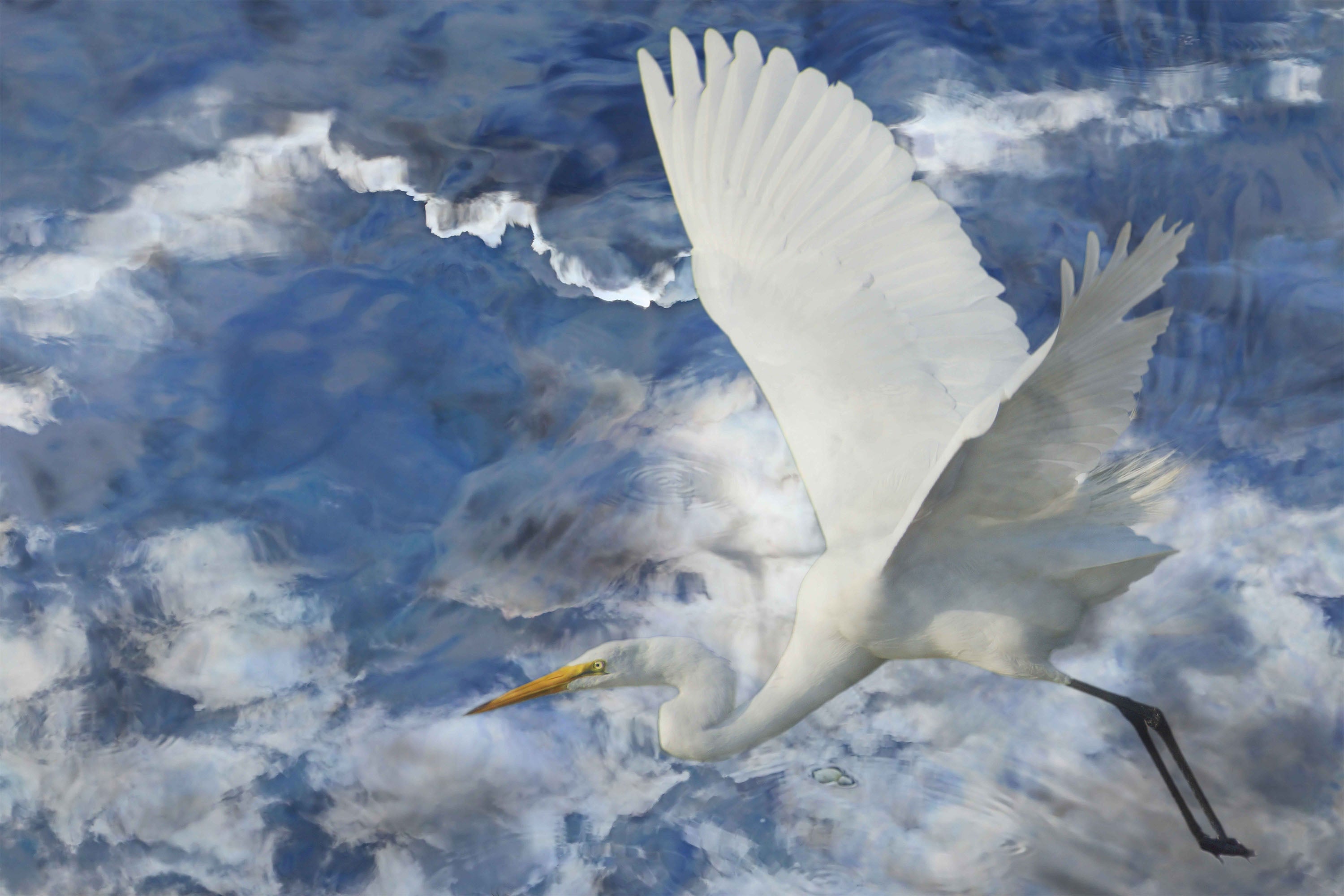 The Great White Fantasy-by-Leda Robertson-wall-art-print-canvas-poster-framed-Gioia