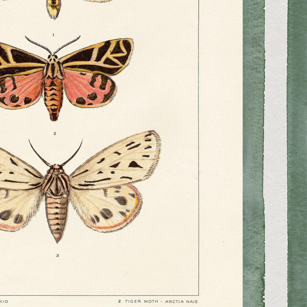 Vintage Moths Stripe, Style B-by-Wild Apple Portfolio-wall-art-print-canvas-poster-framed-Gioia