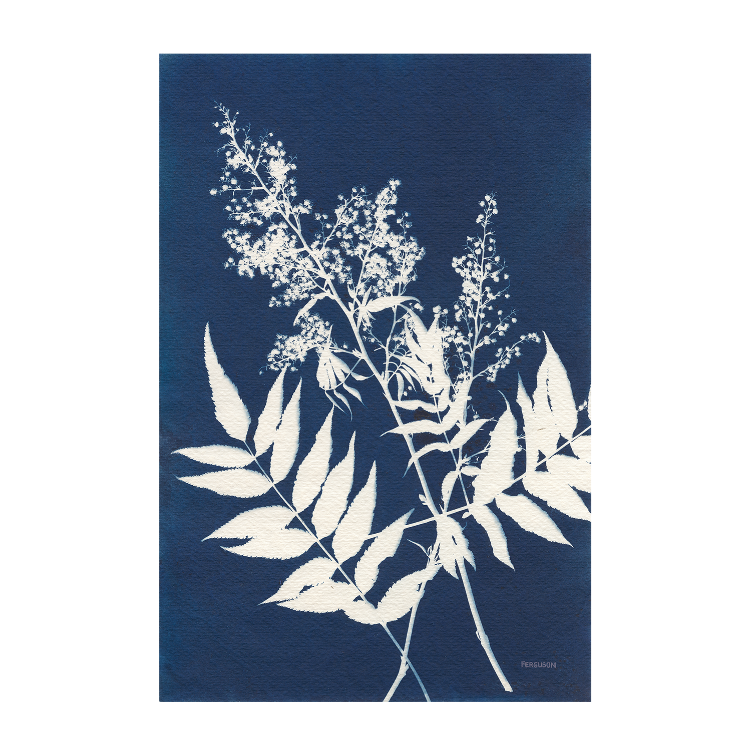 Alpine Flowers, Style C , By Kathy Ferguson