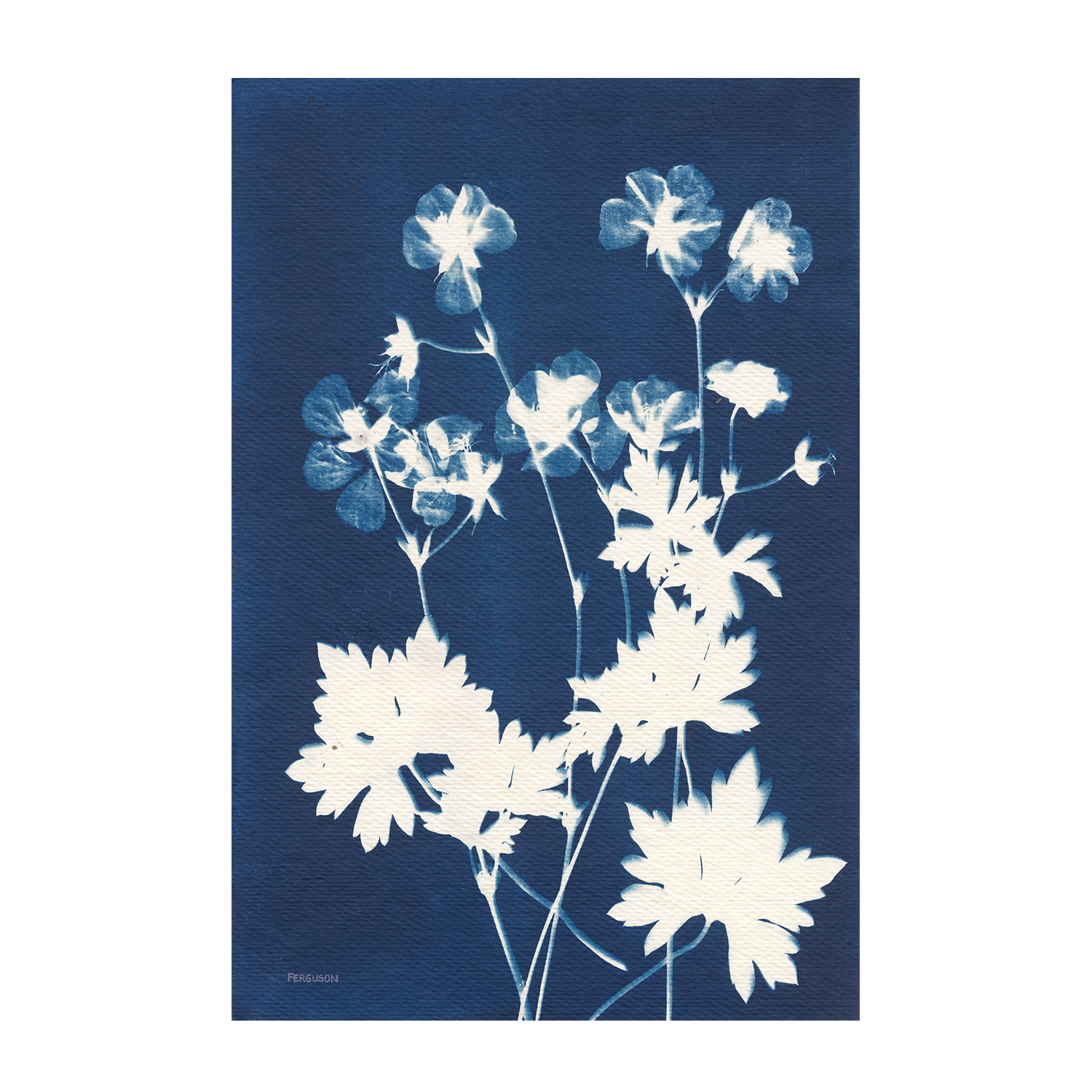 Alpine Flowers, Style E , By Kathy Ferguson