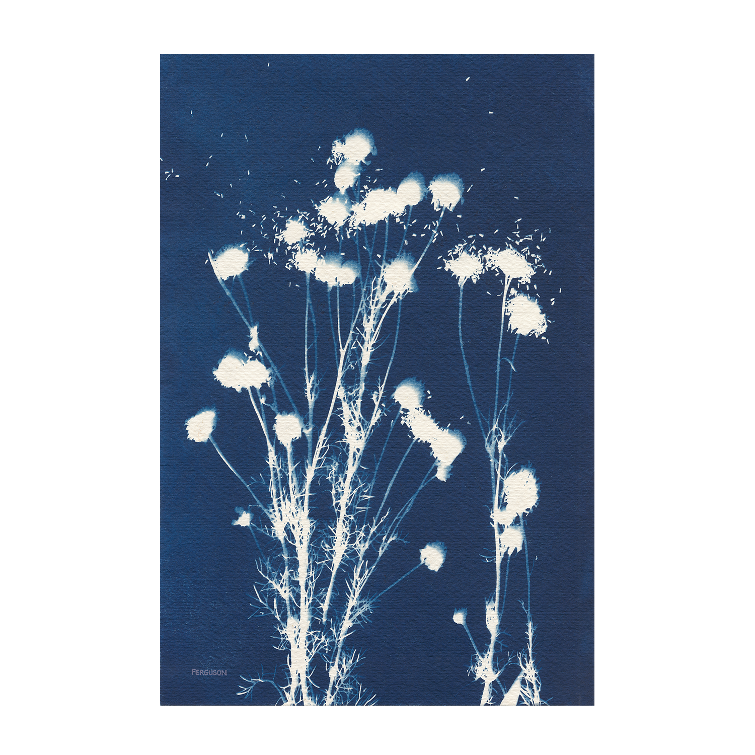 Alpine Flowers, Style F , By Kathy Ferguson