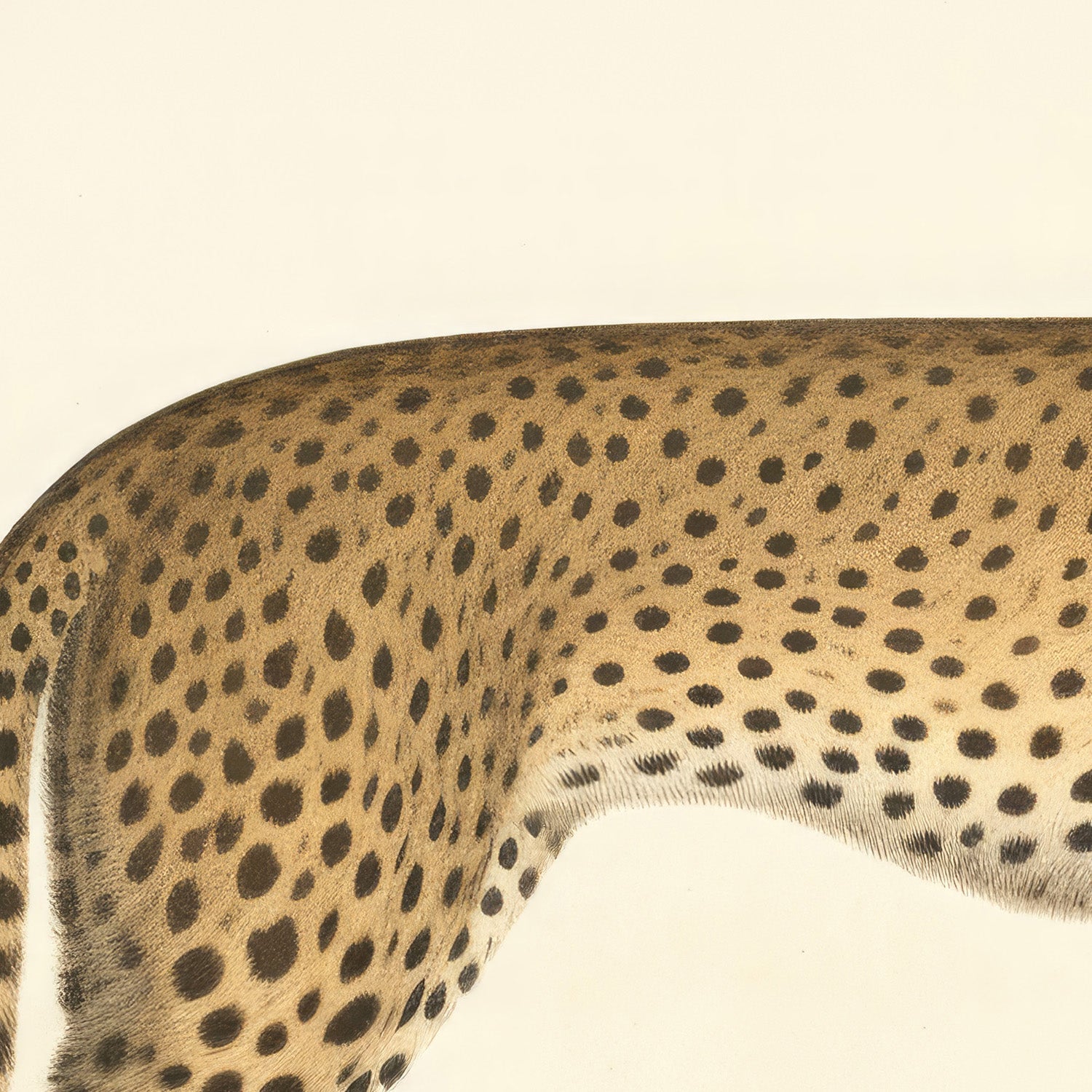 wall-art-print-canvas-poster-framed-Audubon Cheetah-10