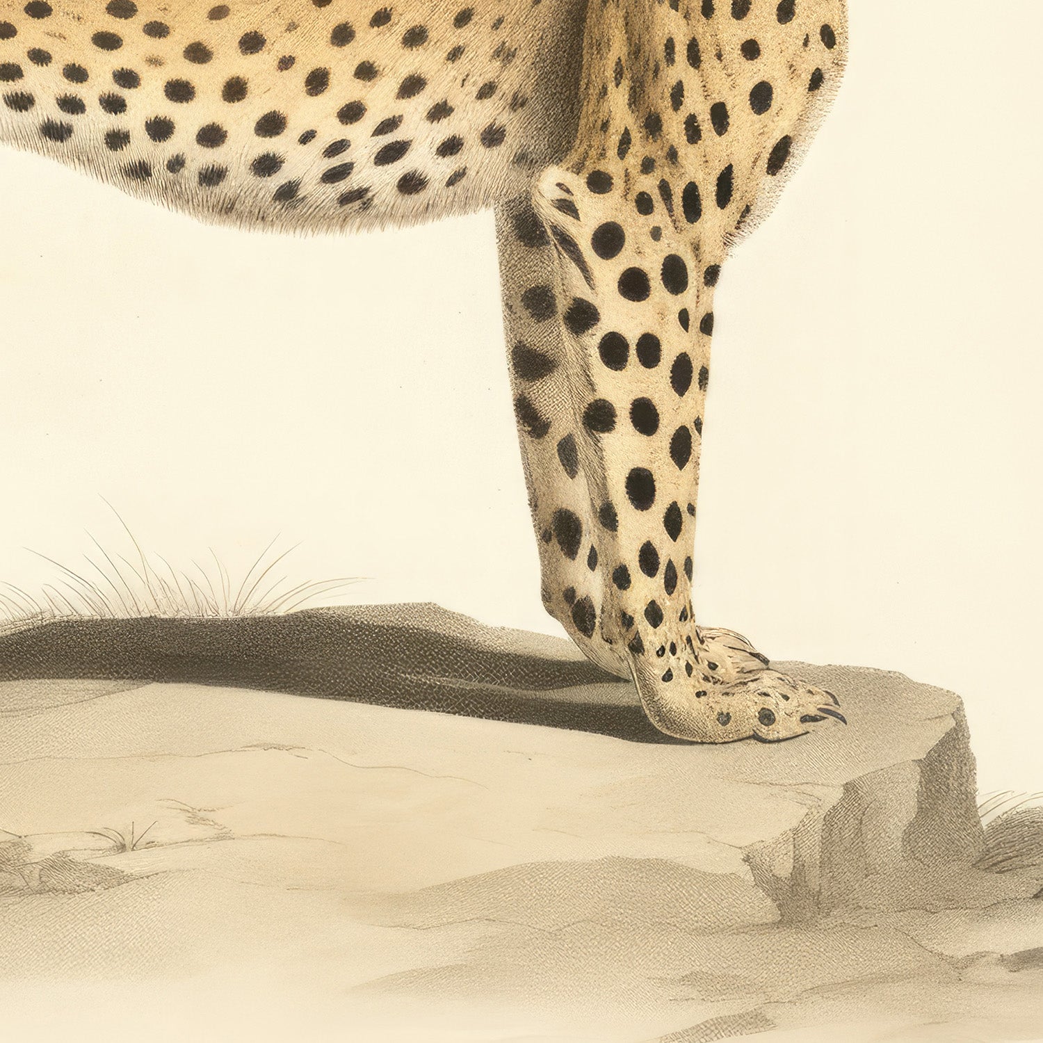 wall-art-print-canvas-poster-framed-Audubon Cheetah-11