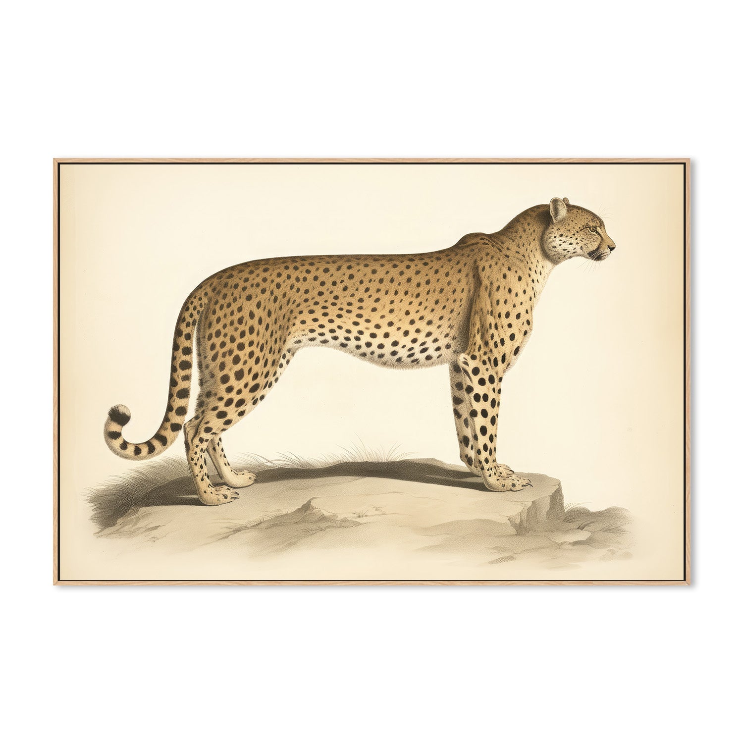 wall-art-print-canvas-poster-framed-Audubon Cheetah-4