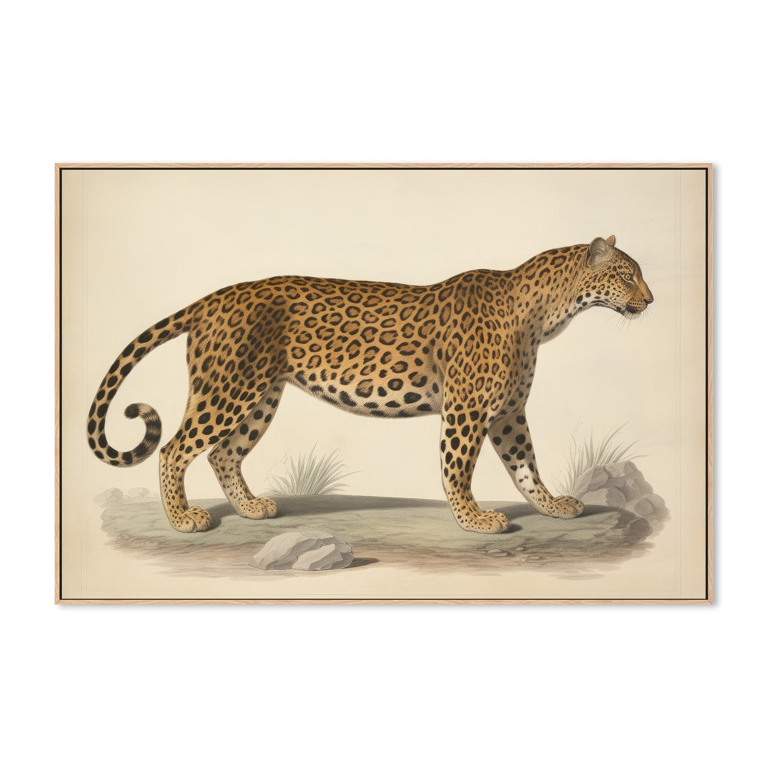 wall-art-print-canvas-poster-framed-Audubon Leopard, Style B-4