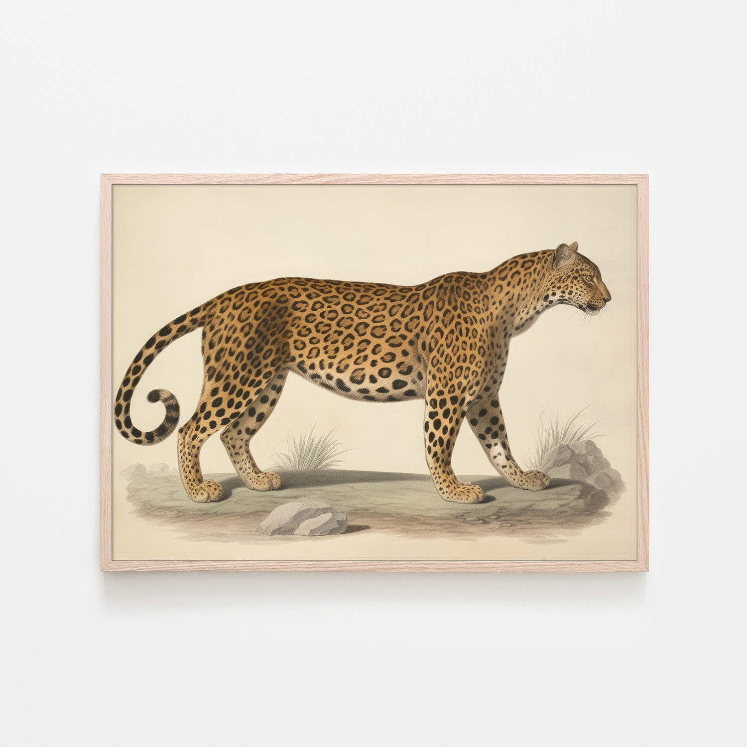 wall-art-print-canvas-poster-framed-Audubon Leopard, Style B-6