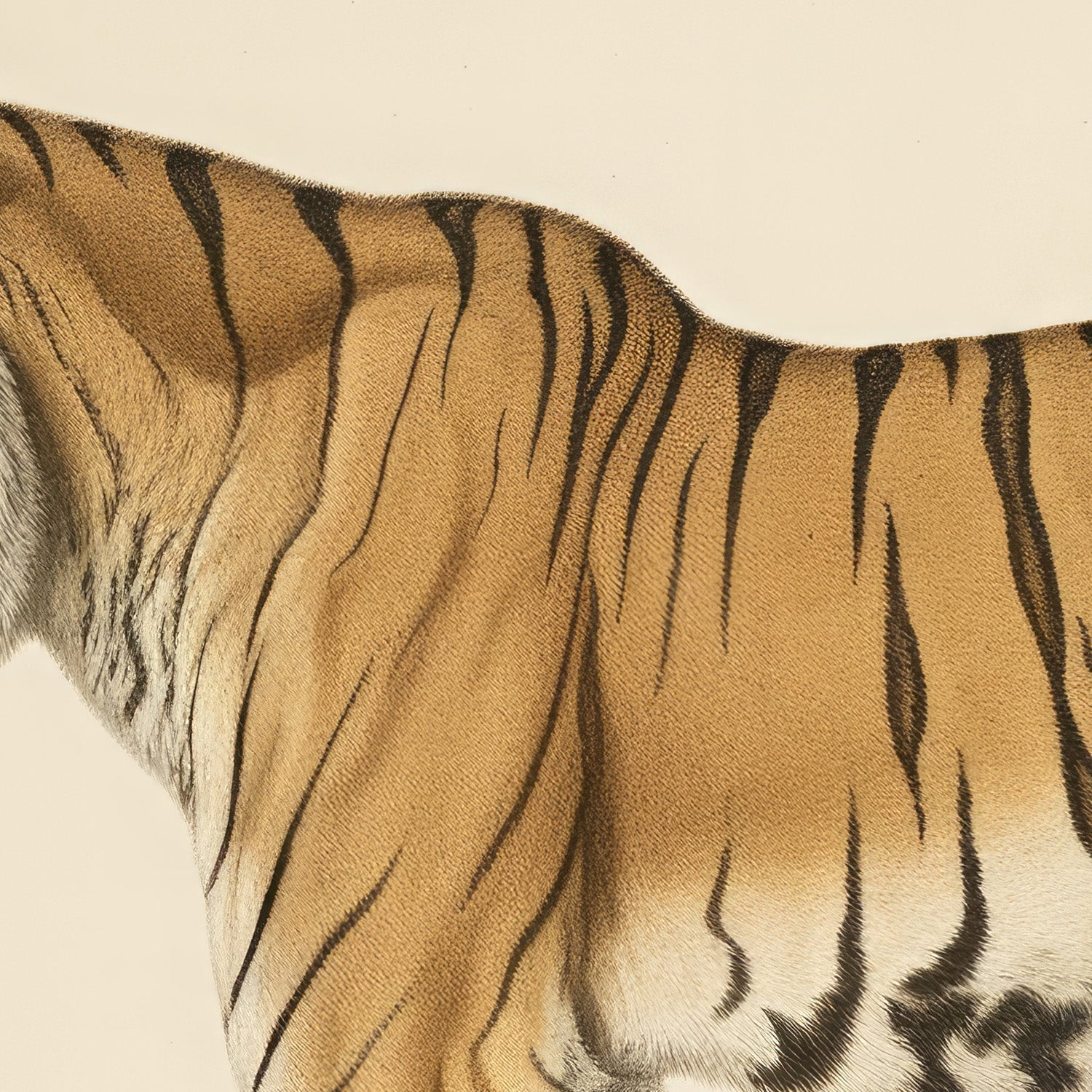 wall-art-print-canvas-poster-framed-Audubon Tiger-10