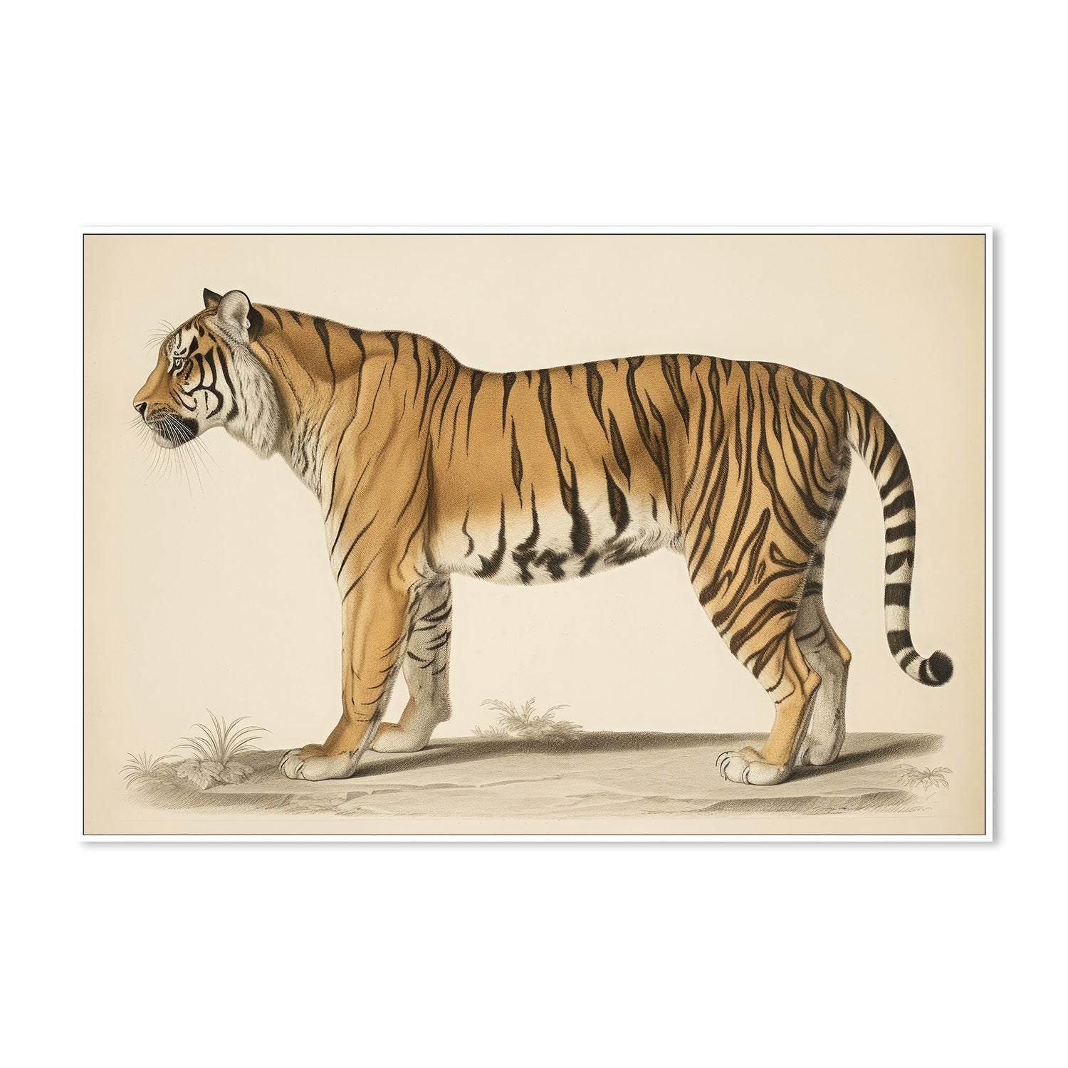 wall-art-print-canvas-poster-framed-Audubon Tiger-5