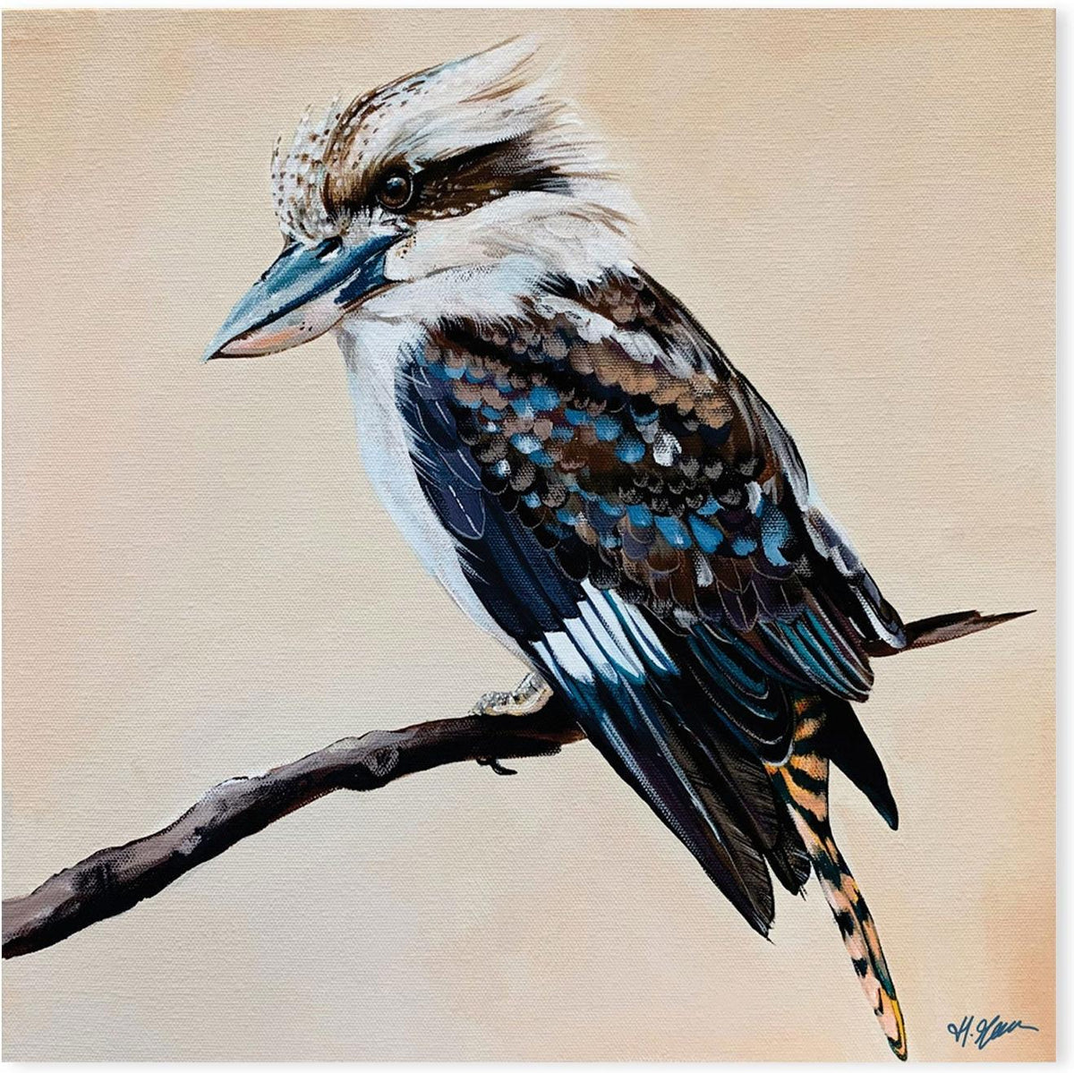 August, Kookaburra Painting