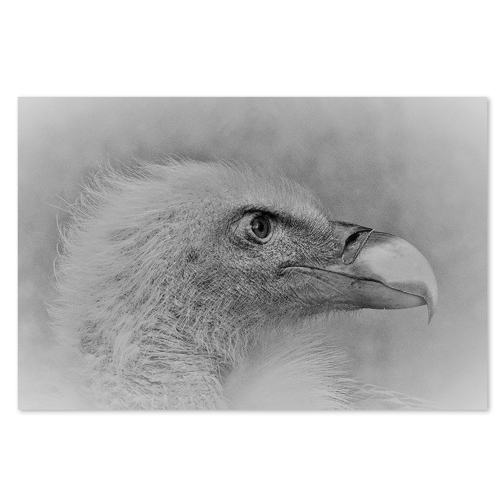 wall-art-print-canvas-poster-framed-Bald Eagle, By Cristian Andreescu-by-Plus X Studio-Gioia Wall Art