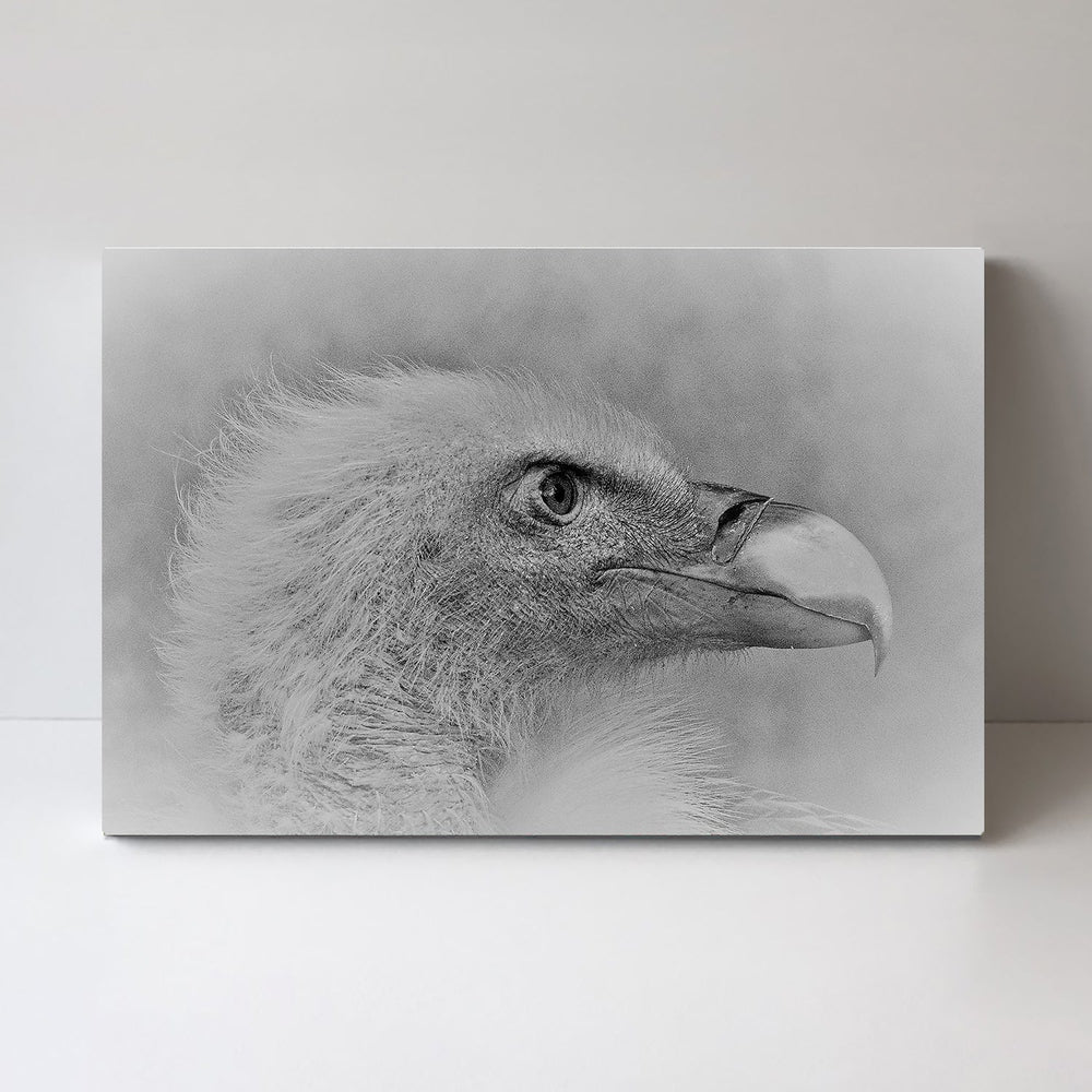 wall-art-print-canvas-poster-framed-Bald Eagle, By Cristian Andreescu-by-Plus X Studio-Gioia Wall Art