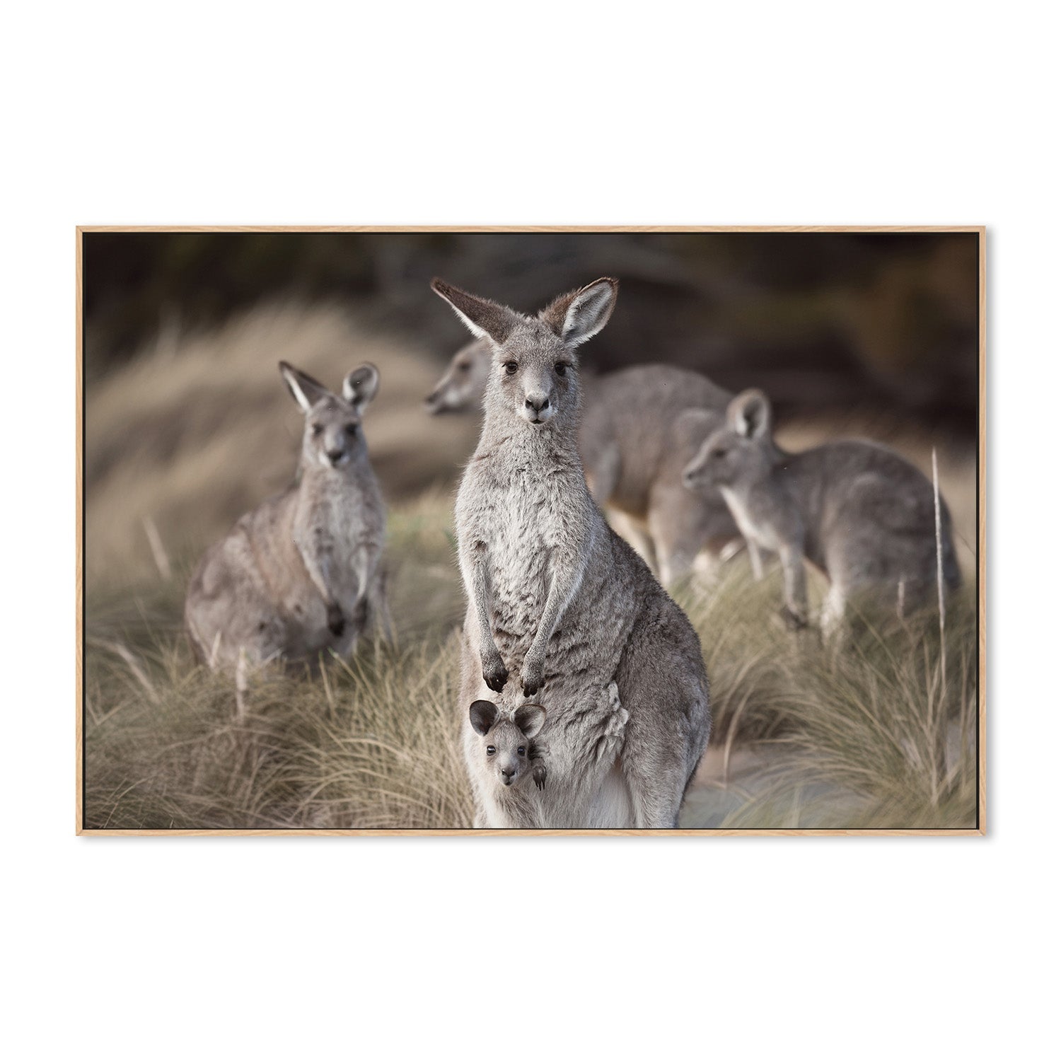 wall-art-print-canvas-poster-framed-Beach Roos , By Belinda Gerace-4
