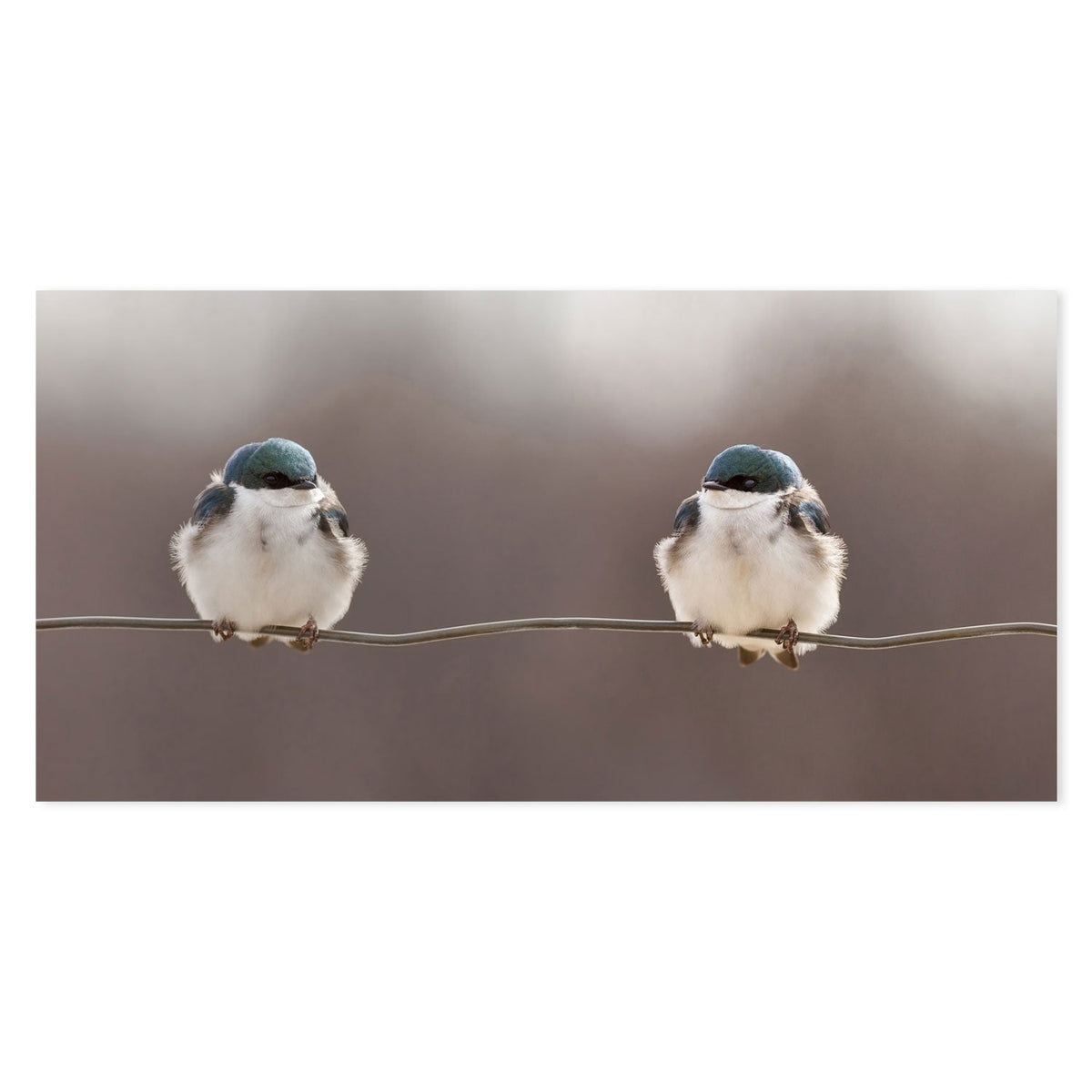 wall-art-print-canvas-poster-framed-Birds On A Wire, by Lucie Gagnon-by-Plus X Studio-Gioia Wall Art