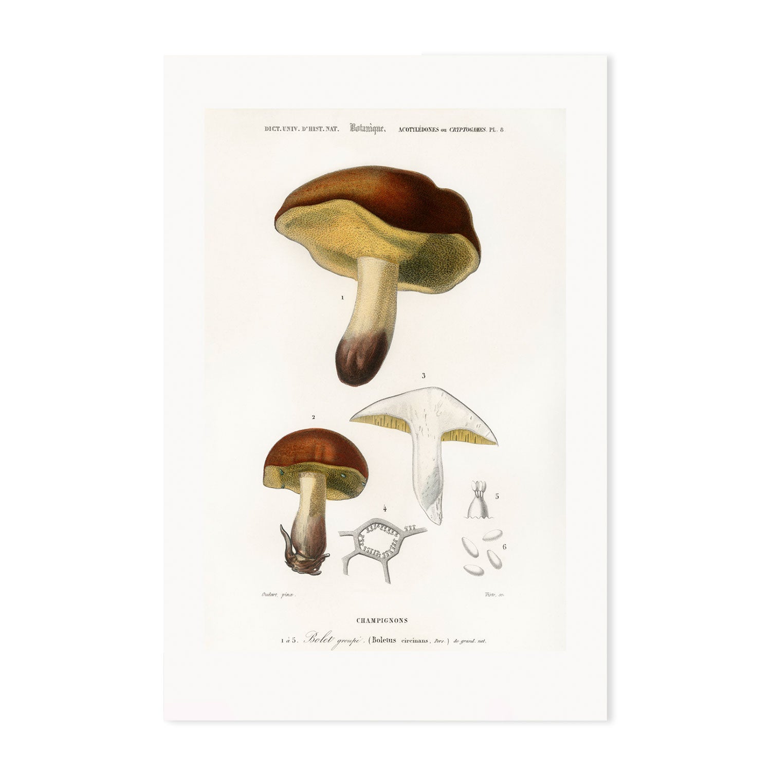 wall-art-print-canvas-poster-framed-Bolete Mushrooms-GIOIA-WALL-ART