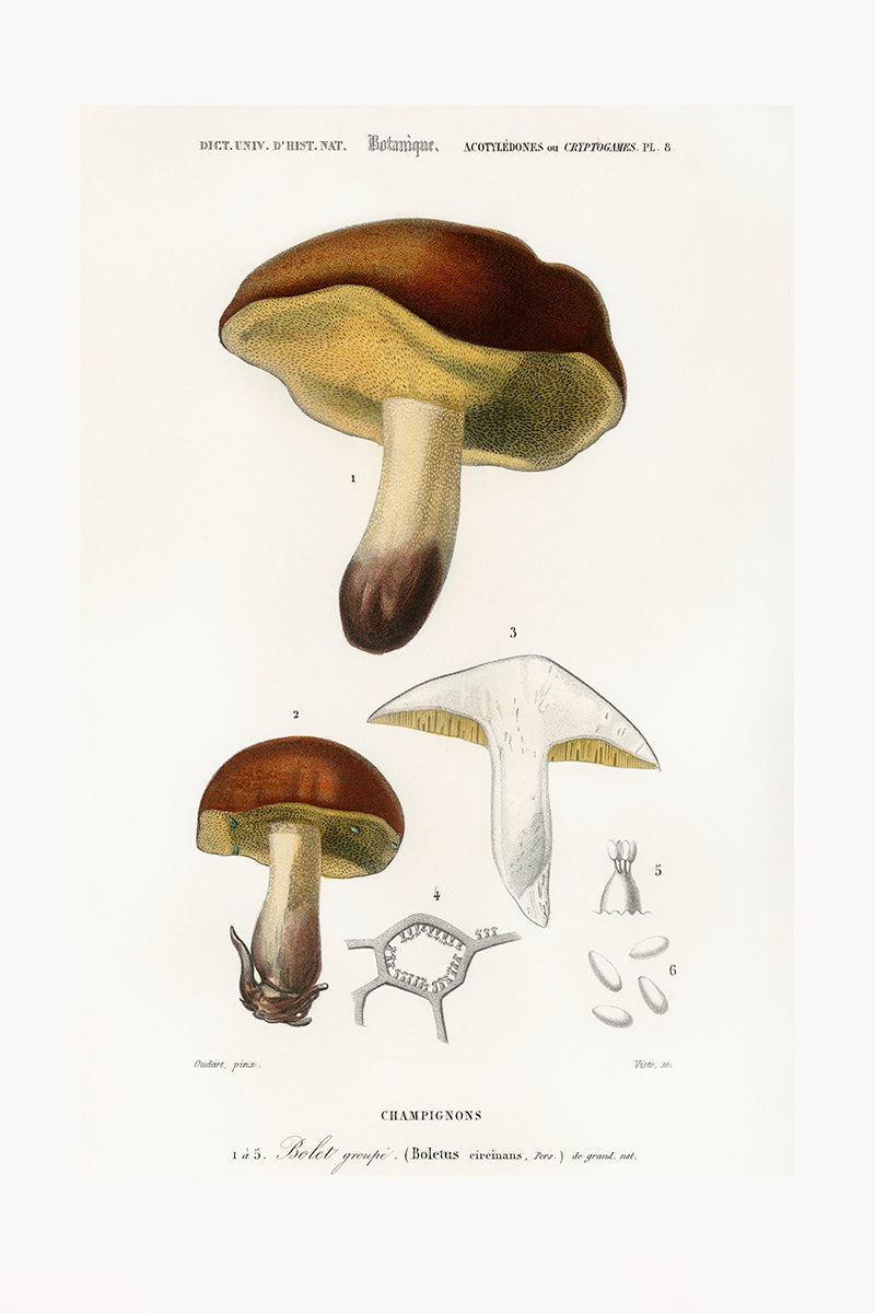 wall-art-print-canvas-poster-framed-Bolete Mushrooms-GIOIA-WALL-ART