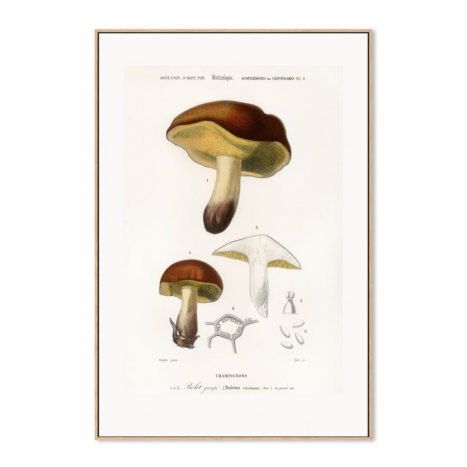 wall-art-print-canvas-poster-framed-Bolete Mushrooms-GIOIA-WALL-ART