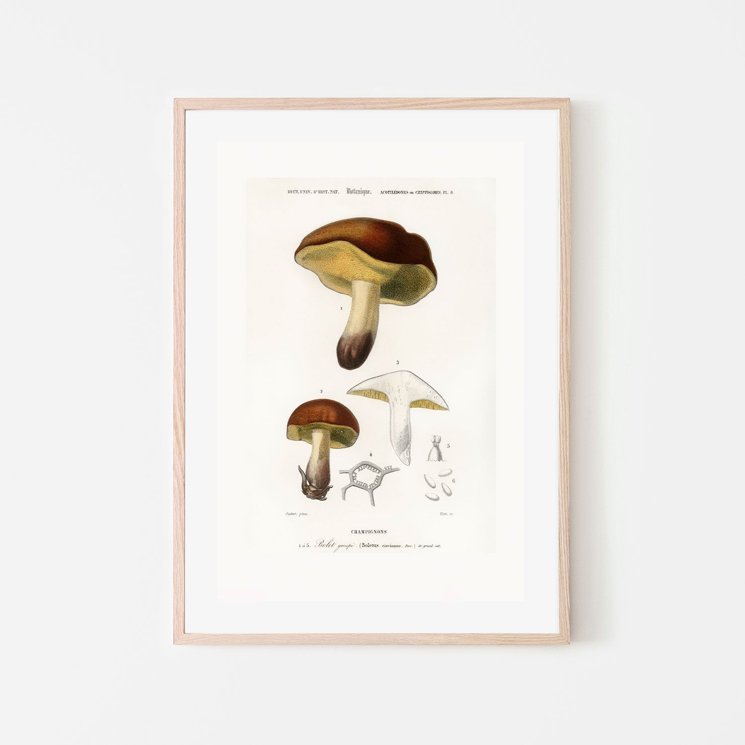 wall-art-print-canvas-poster-framed-Bolete Mushrooms-GIOIA-WALL-ART