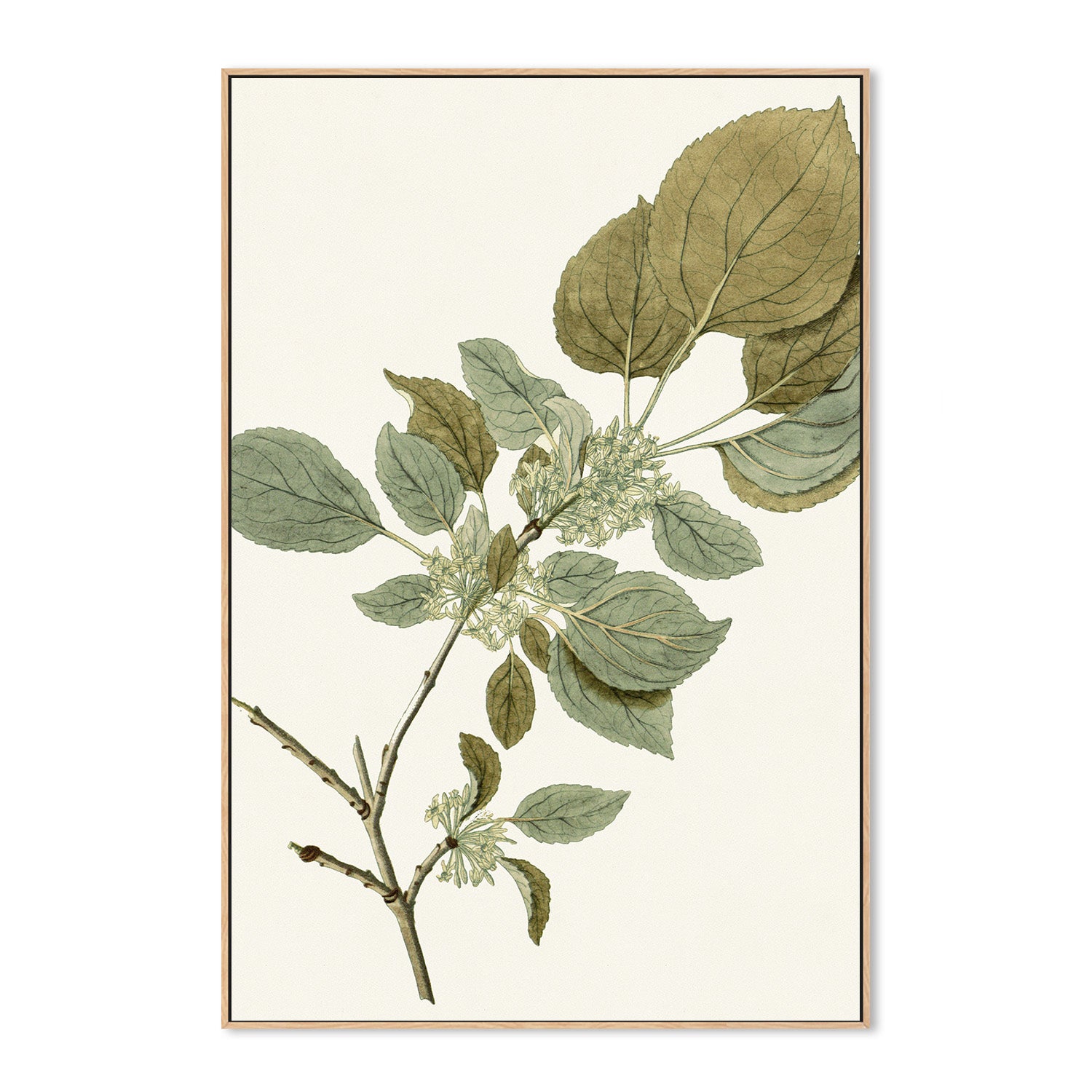 wall-art-print-canvas-poster-framed-Botanical Leaf, Style B-4