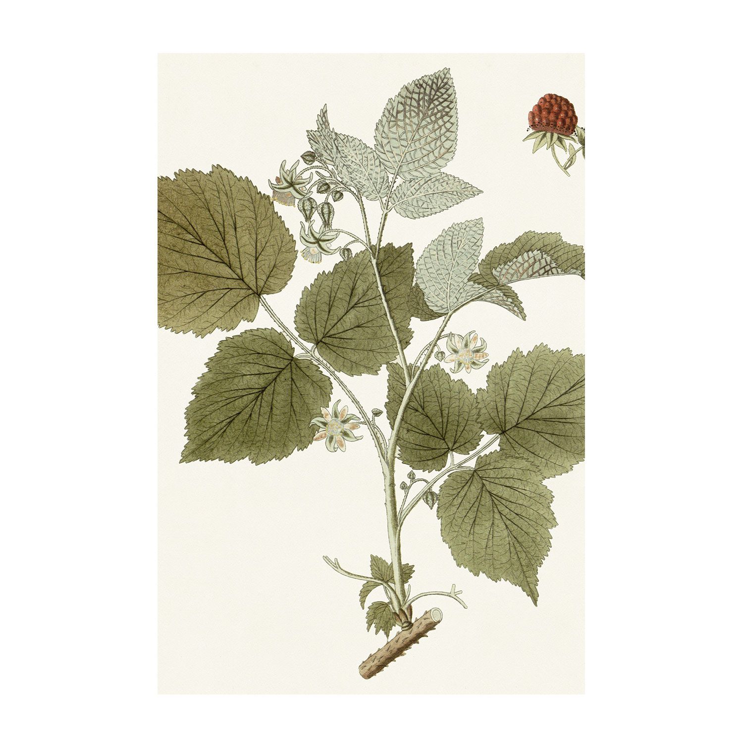 wall-art-print-canvas-poster-framed-Botanical Leaf, Style C-1