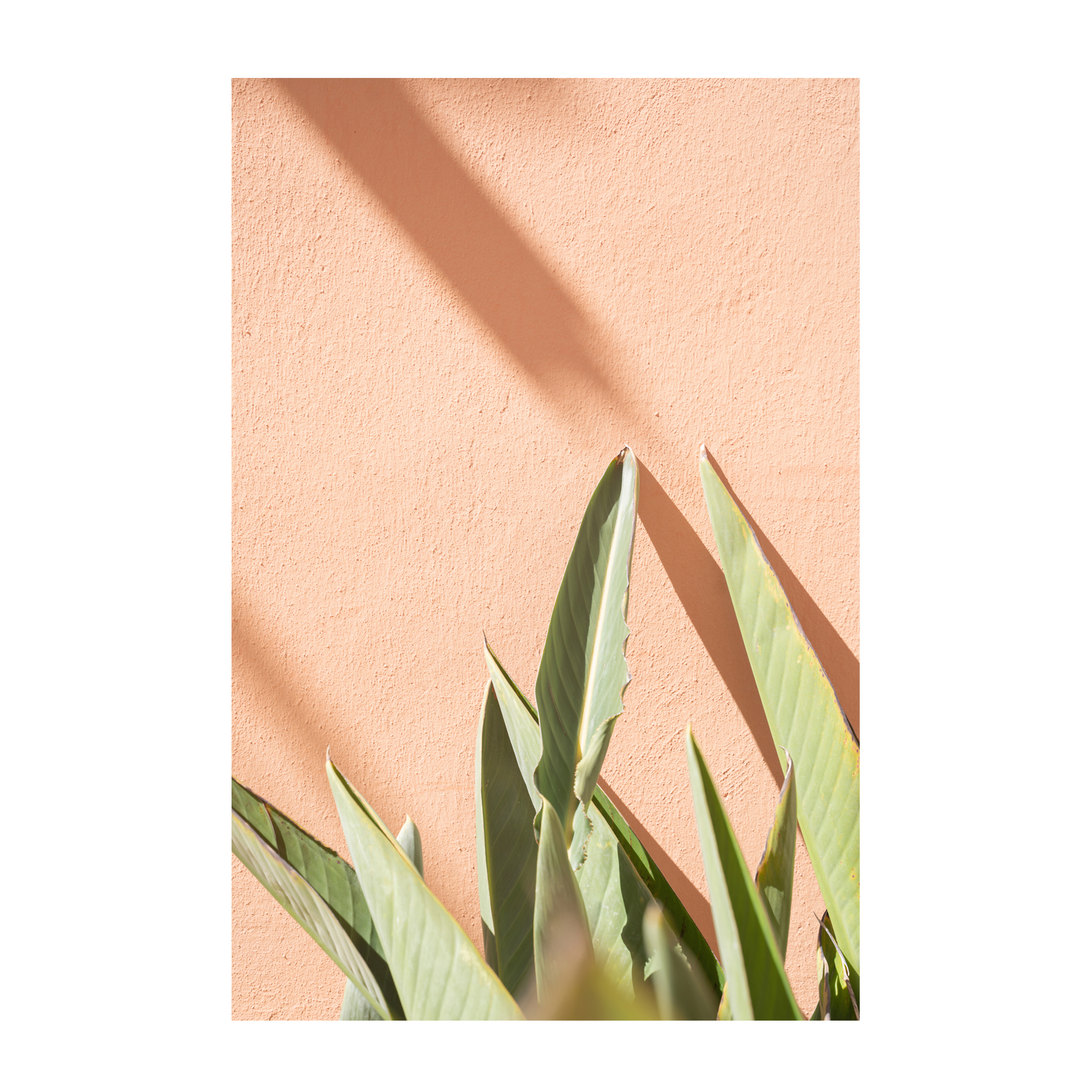 wall-art-print-canvas-poster-framed-Botanical Pastels-1