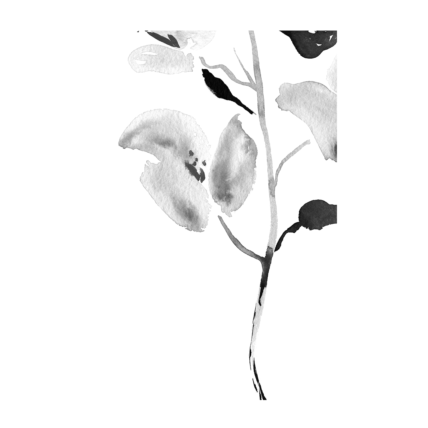 wall-art-print-canvas-poster-framed-Botanical, Style A , By Danushka Abeygoda-1